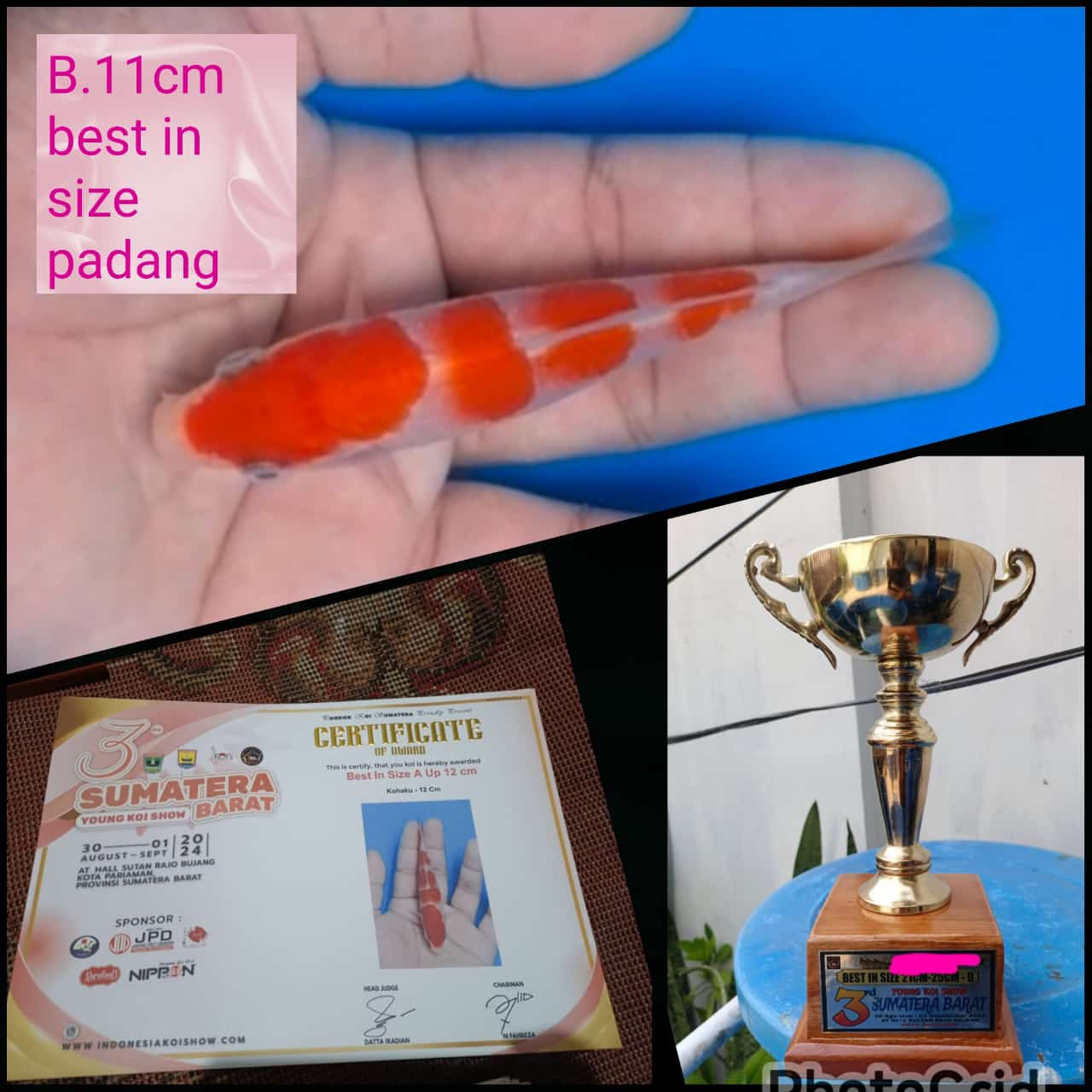 Lelang Koi Online, Jual Beli Ikan Koi, Pusat Jual Beli Koi, Info Lelang Koi Hari Ini, Platform Jual Beli Koi, Jual Beli Ikan Koi Online, Marketplace Ikan Koi, Jual Koi Terbaik, Tempat Beli Koi Berkualitas, Pasar Ikan Koi Online Terpercaya, Penjual Ikan Koi Terpercaya, Beli Koi Hias Online, Ikan Koi untuk Dijual, Koi Kualitas Terbaik, Toko Online Ikan Koi, Koi Hias Untuk Dijual, Jual Beli Ikan Koi Lokal, Koi Indonesia Online, Pusat Jual Beli Koi Terbesar