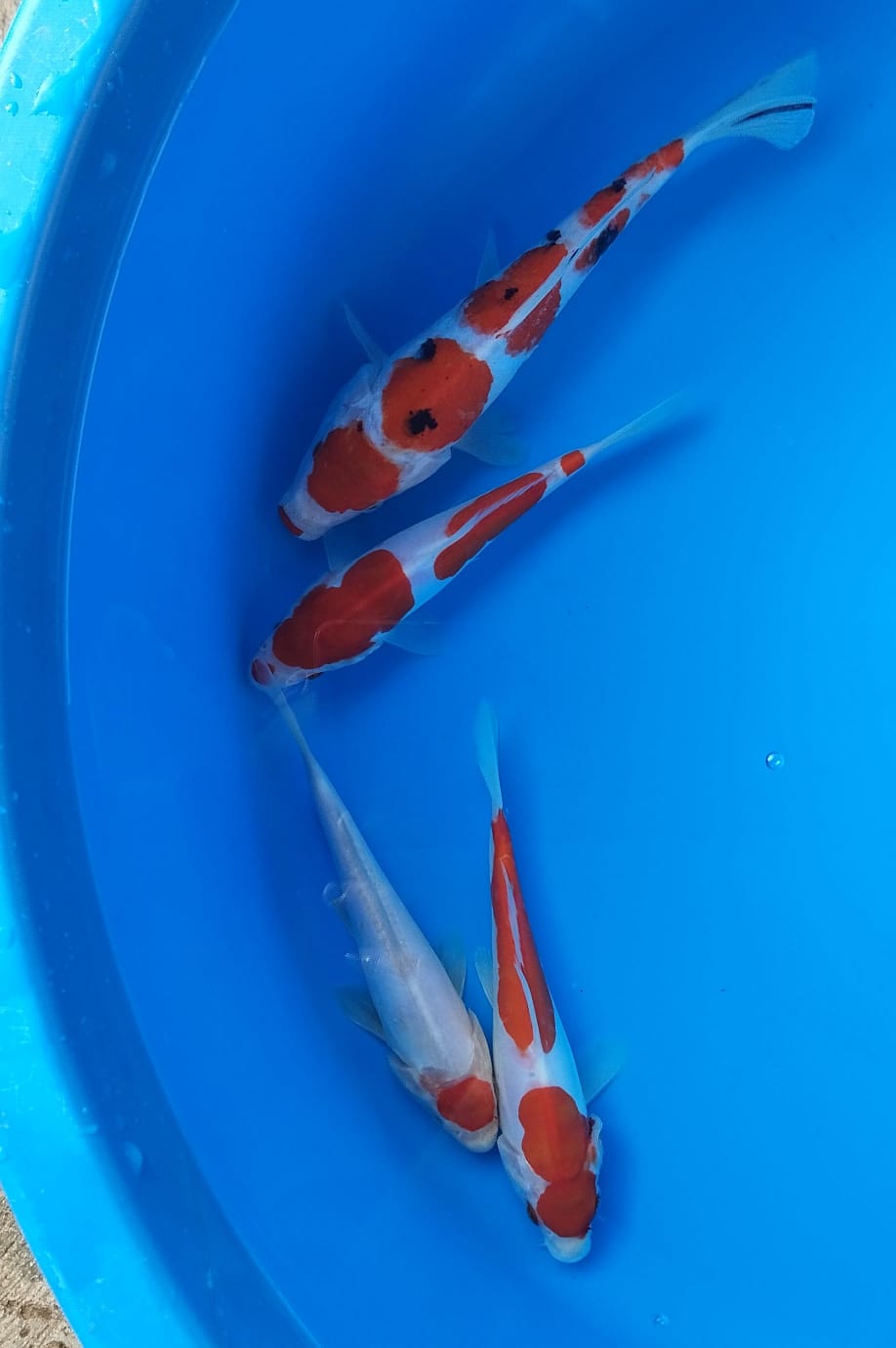 Lelang Koi Online, Jual Beli Ikan Koi, Pusat Jual Beli Koi, Info Lelang Koi Hari Ini, Platform Jual Beli Koi, Jual Beli Ikan Koi Online, Marketplace Ikan Koi, Jual Koi Terbaik, Tempat Beli Koi Berkualitas, Pasar Ikan Koi Online Terpercaya, Penjual Ikan Koi Terpercaya, Beli Koi Hias Online, Ikan Koi untuk Dijual, Koi Kualitas Terbaik, Toko Online Ikan Koi, Koi Hias Untuk Dijual, Jual Beli Ikan Koi Lokal, Koi Indonesia Online, Pusat Jual Beli Koi Terbesar