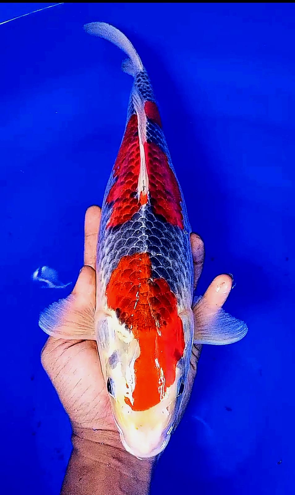 Lelang Koi Online, Jual Beli Ikan Koi, Pusat Jual Beli Koi, Info Lelang Koi Hari Ini, Platform Jual Beli Koi, Jual Beli Ikan Koi Online, Marketplace Ikan Koi, Jual Koi Terbaik, Tempat Beli Koi Berkualitas, Pasar Ikan Koi Online Terpercaya, Penjual Ikan Koi Terpercaya, Beli Koi Hias Online, Ikan Koi untuk Dijual, Koi Kualitas Terbaik, Toko Online Ikan Koi, Koi Hias Untuk Dijual, Jual Beli Ikan Koi Lokal, Koi Indonesia Online, Pusat Jual Beli Koi Terbesar