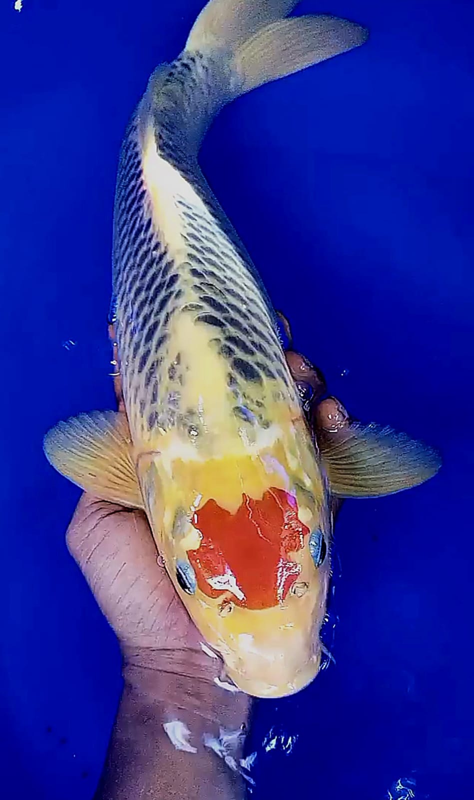 Lelang Koi Online, Jual Beli Ikan Koi, Pusat Jual Beli Koi, Info Lelang Koi Hari Ini, Platform Jual Beli Koi, Jual Beli Ikan Koi Online, Marketplace Ikan Koi, Jual Koi Terbaik, Tempat Beli Koi Berkualitas, Pasar Ikan Koi Online Terpercaya, Penjual Ikan Koi Terpercaya, Beli Koi Hias Online, Ikan Koi untuk Dijual, Koi Kualitas Terbaik, Toko Online Ikan Koi, Koi Hias Untuk Dijual, Jual Beli Ikan Koi Lokal, Koi Indonesia Online, Pusat Jual Beli Koi Terbesar