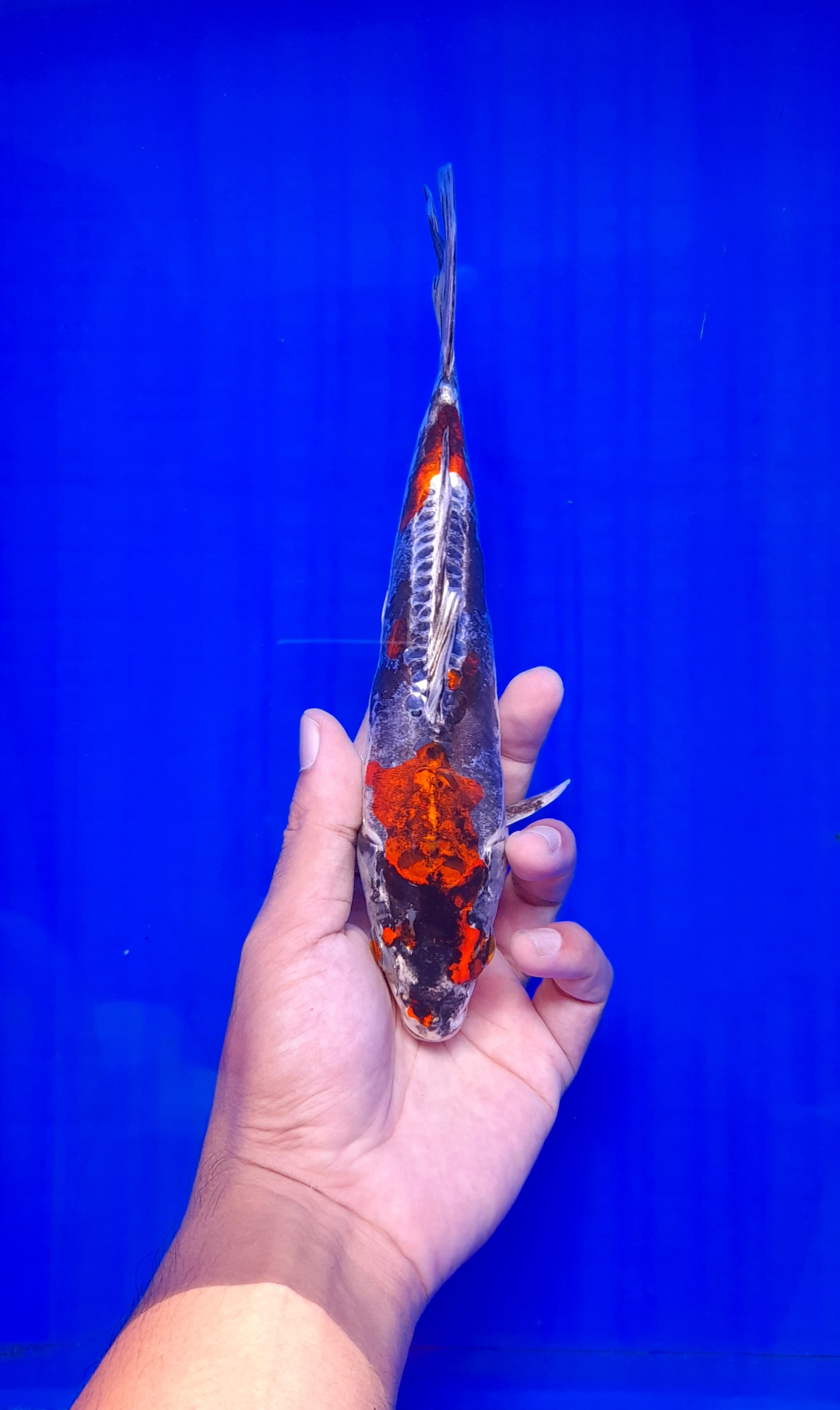 KIKO BAHAN KEEP 24cm