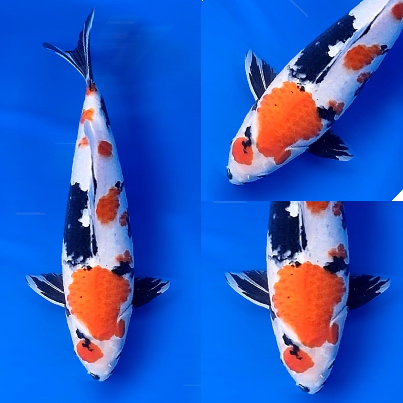SHOWA SANSHOKU 46cm