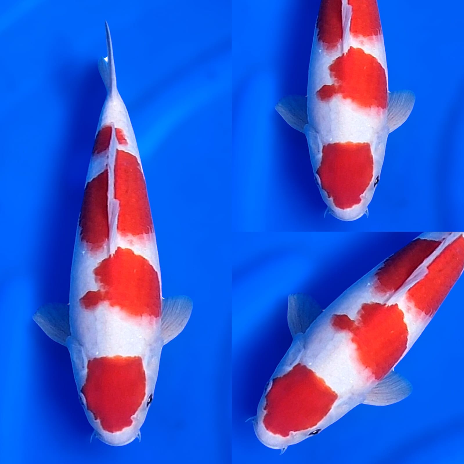 MARUTEN KOHAKU 32cm
