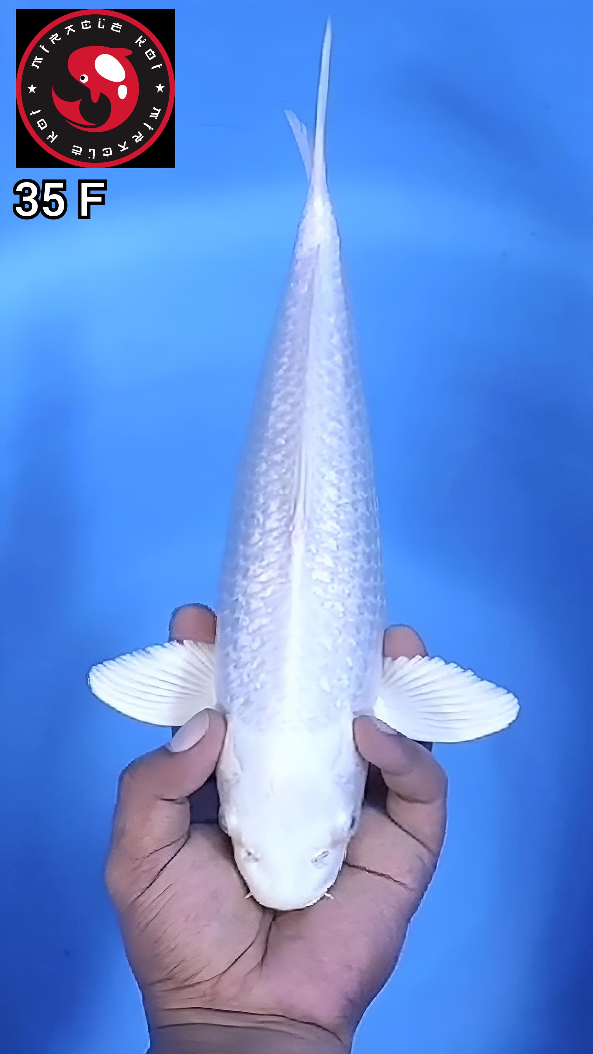 PLATINUM GINRIN MANTAP 35cm