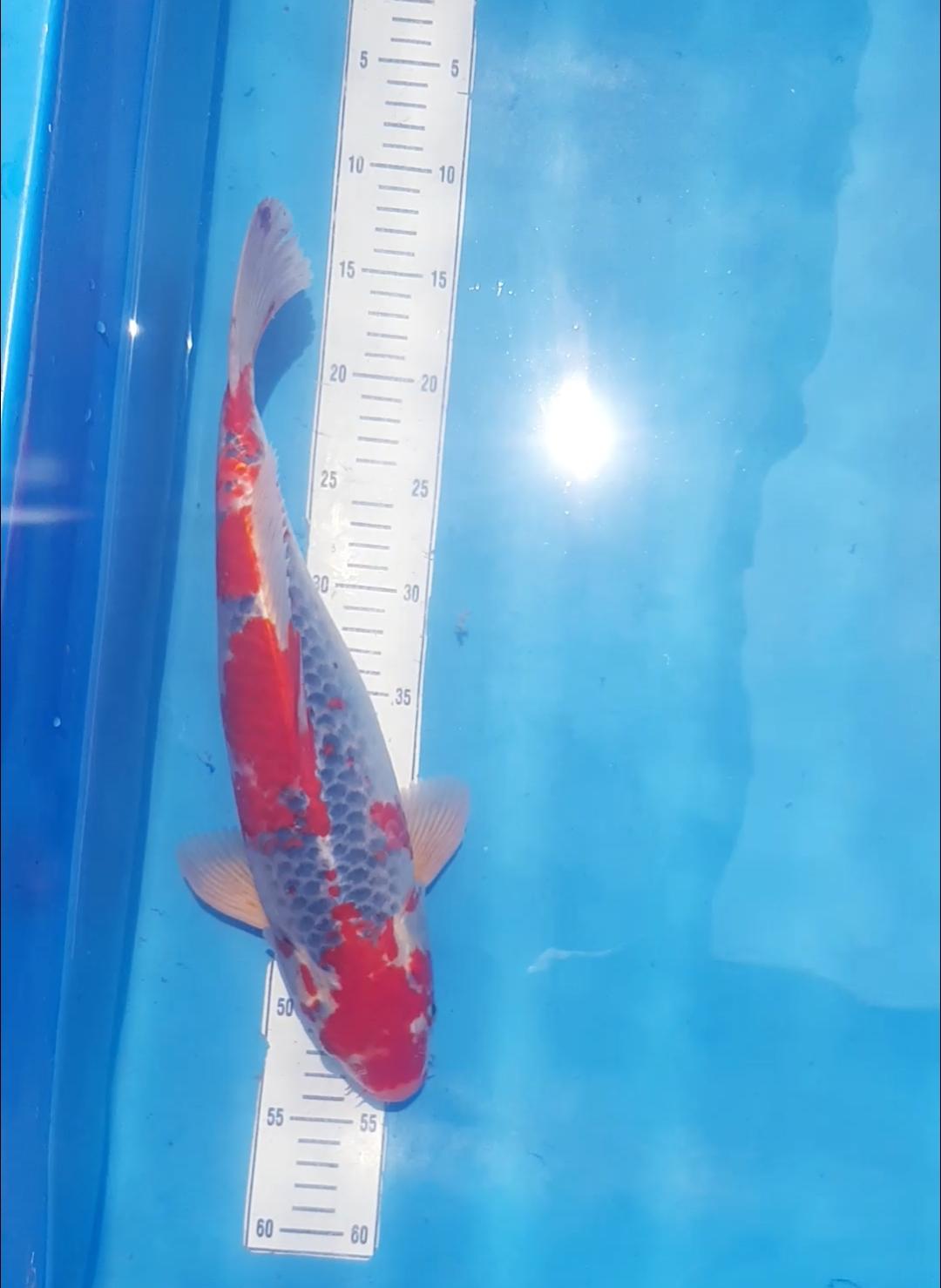 GHOSIKI RACING 40cm