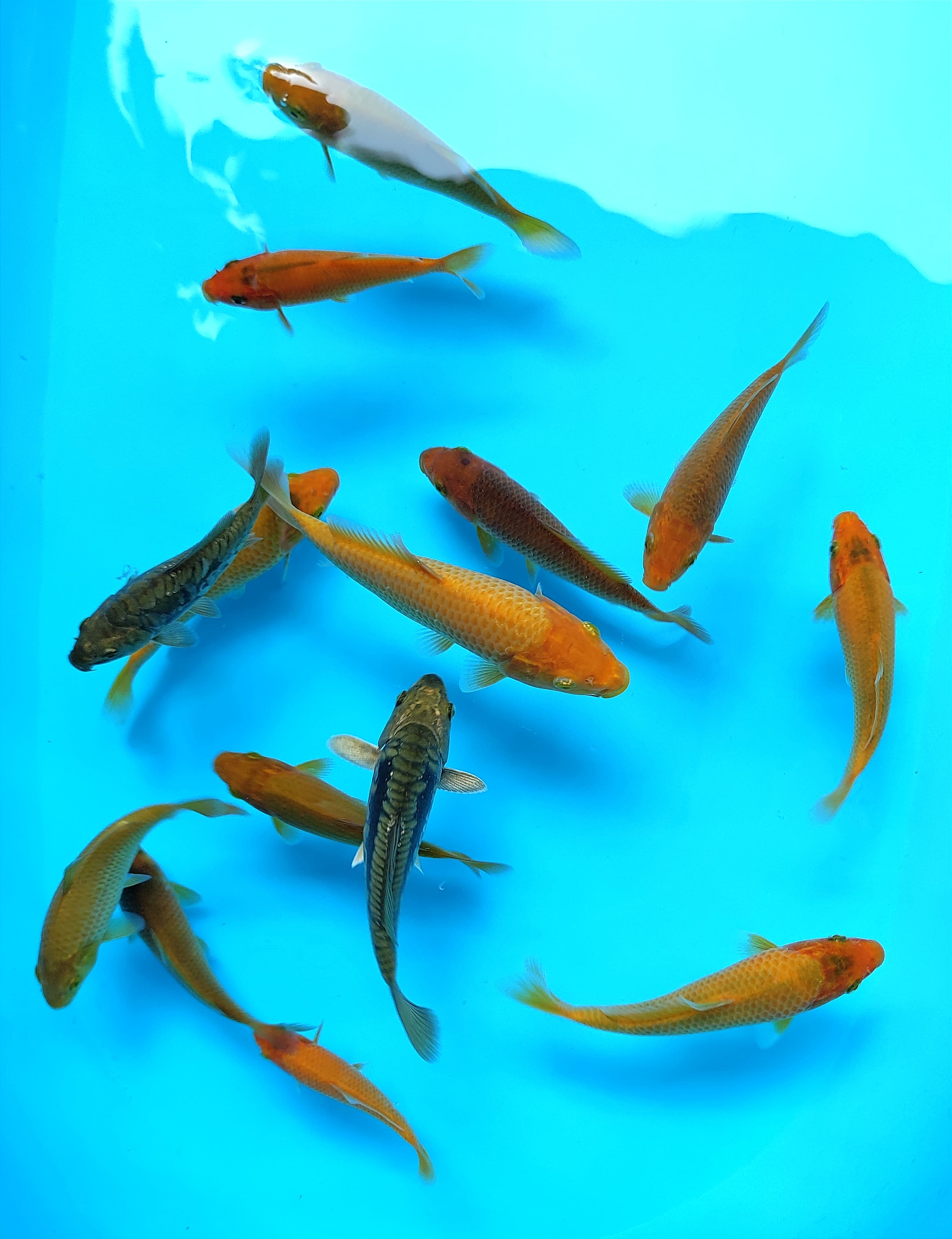 Lelang Koi Online, Jual Beli Ikan Koi, Pusat Jual Beli Koi, Info Lelang Koi Hari Ini, Platform Jual Beli Koi, Jual Beli Ikan Koi Online, Marketplace Ikan Koi, Jual Koi Terbaik, Tempat Beli Koi Berkualitas, Pasar Ikan Koi Online Terpercaya, Penjual Ikan Koi Terpercaya, Beli Koi Hias Online, Ikan Koi untuk Dijual, Koi Kualitas Terbaik, Toko Online Ikan Koi, Koi Hias Untuk Dijual, Jual Beli Ikan Koi Lokal, Koi Indonesia Online, Pusat Jual Beli Koi Terbesar