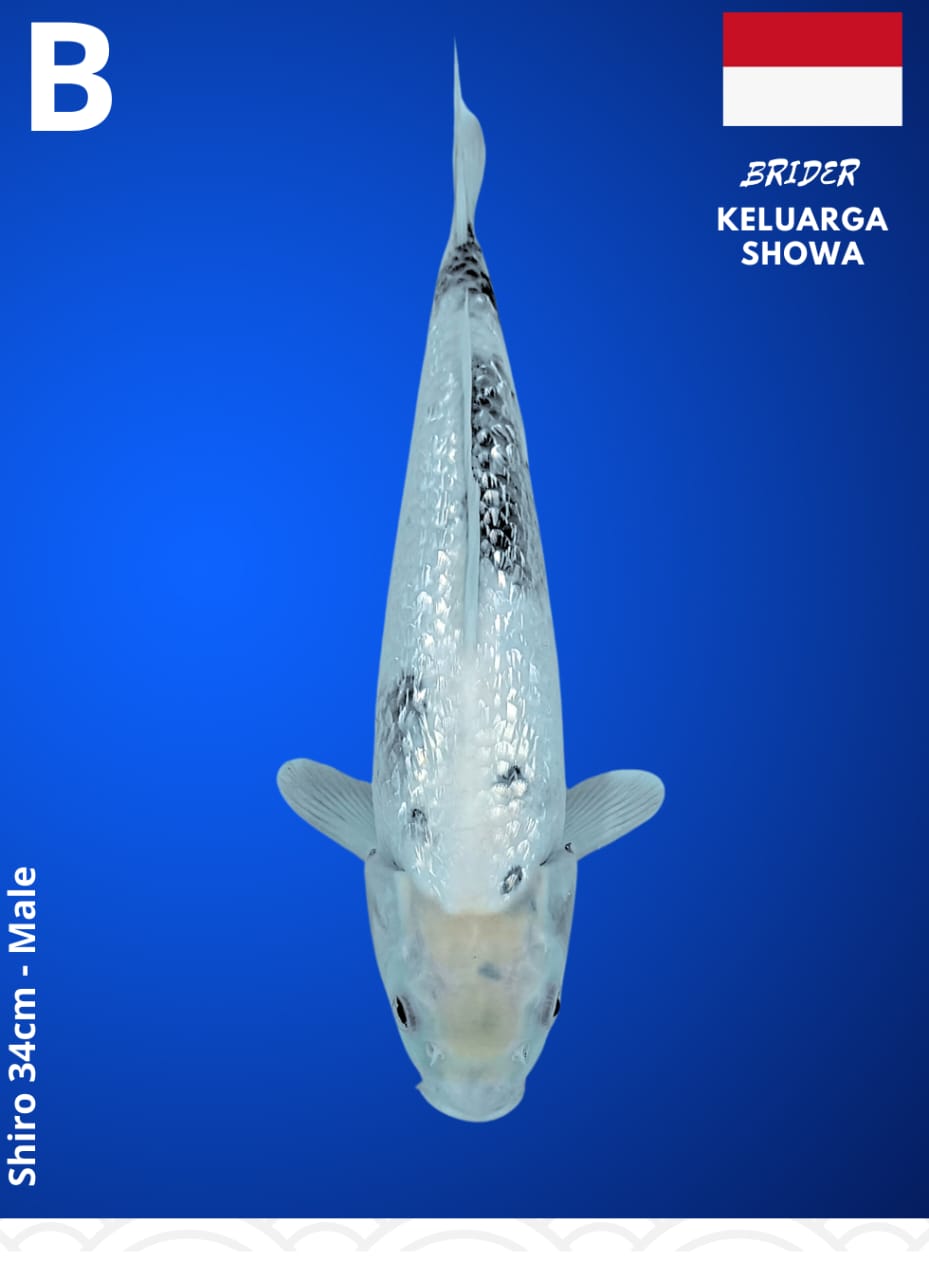 SHIRO ISTIMEWA 30cm