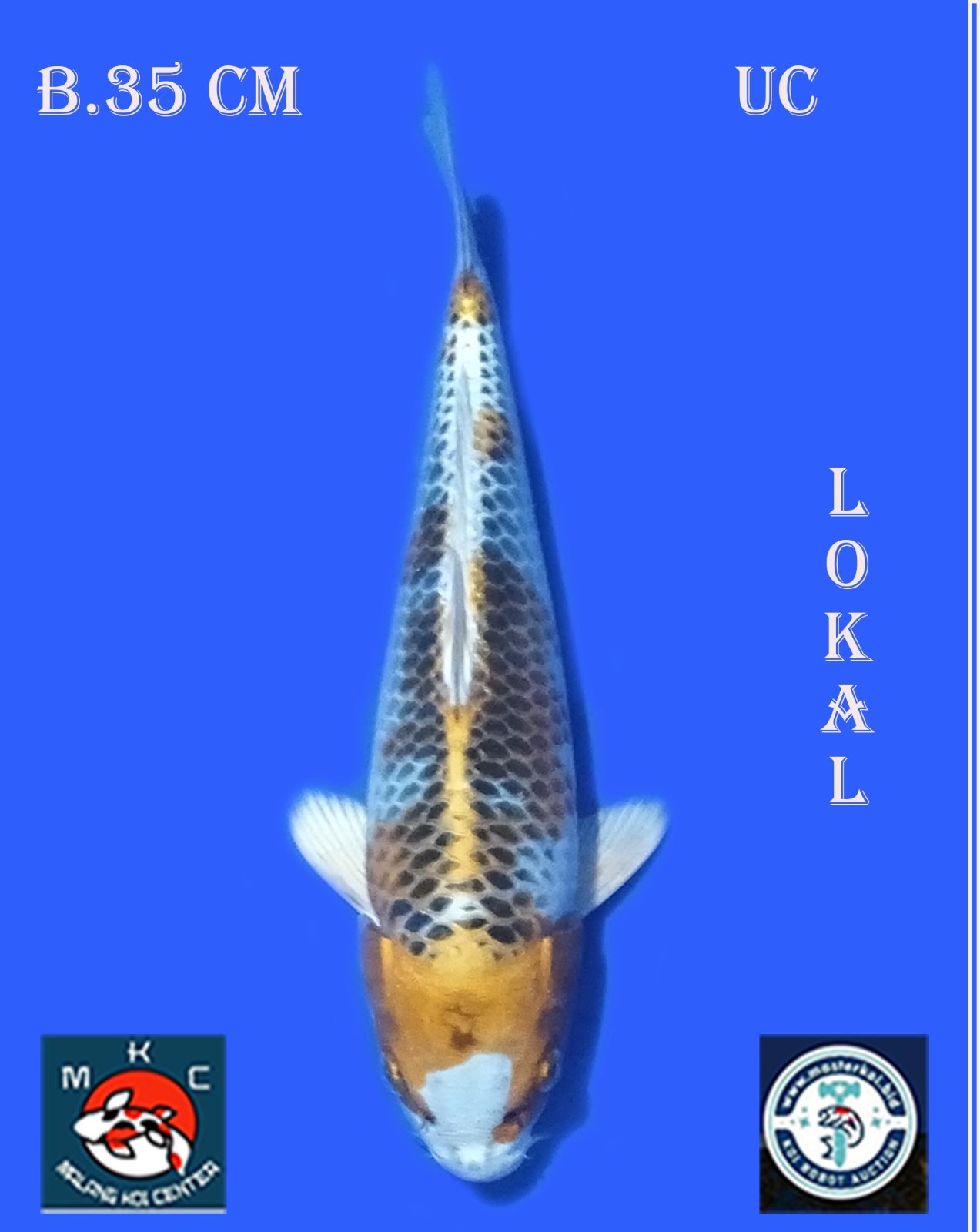 Lelang Koi Online, Jual Beli Ikan Koi, Pusat Jual Beli Koi, Info Lelang Koi Hari Ini, Platform Jual Beli Koi, Jual Beli Ikan Koi Online, Marketplace Ikan Koi, Jual Koi Terbaik, Tempat Beli Koi Berkualitas, Pasar Ikan Koi Online Terpercaya, Penjual Ikan Koi Terpercaya, Beli Koi Hias Online, Ikan Koi untuk Dijual, Koi Kualitas Terbaik, Toko Online Ikan Koi, Koi Hias Untuk Dijual, Jual Beli Ikan Koi Lokal, Koi Indonesia Online, Pusat Jual Beli Koi Terbesar