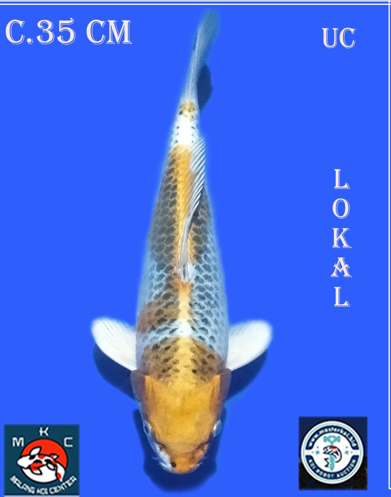 Lelang Koi Online, Jual Beli Ikan Koi, Pusat Jual Beli Koi, Info Lelang Koi Hari Ini, Platform Jual Beli Koi, Jual Beli Ikan Koi Online, Marketplace Ikan Koi, Jual Koi Terbaik, Tempat Beli Koi Berkualitas, Pasar Ikan Koi Online Terpercaya, Penjual Ikan Koi Terpercaya, Beli Koi Hias Online, Ikan Koi untuk Dijual, Koi Kualitas Terbaik, Toko Online Ikan Koi, Koi Hias Untuk Dijual, Jual Beli Ikan Koi Lokal, Koi Indonesia Online, Pusat Jual Beli Koi Terbesar