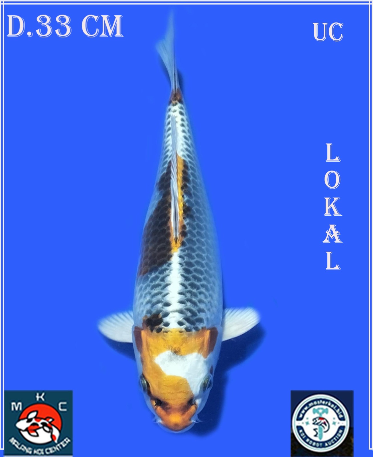 Lelang Koi Online, Jual Beli Ikan Koi, Pusat Jual Beli Koi, Info Lelang Koi Hari Ini, Platform Jual Beli Koi, Jual Beli Ikan Koi Online, Marketplace Ikan Koi, Jual Koi Terbaik, Tempat Beli Koi Berkualitas, Pasar Ikan Koi Online Terpercaya, Penjual Ikan Koi Terpercaya, Beli Koi Hias Online, Ikan Koi untuk Dijual, Koi Kualitas Terbaik, Toko Online Ikan Koi, Koi Hias Untuk Dijual, Jual Beli Ikan Koi Lokal, Koi Indonesia Online, Pusat Jual Beli Koi Terbesar