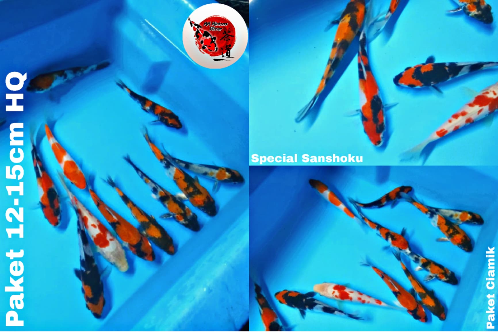 Lelang Koi Online, Jual Beli Ikan Koi, Pusat Jual Beli Koi, Info Lelang Koi Hari Ini, Platform Jual Beli Koi, Jual Beli Ikan Koi Online, Marketplace Ikan Koi, Jual Koi Terbaik, Tempat Beli Koi Berkualitas, Pasar Ikan Koi Online Terpercaya, Penjual Ikan Koi Terpercaya, Beli Koi Hias Online, Ikan Koi untuk Dijual, Koi Kualitas Terbaik, Toko Online Ikan Koi, Koi Hias Untuk Dijual, Jual Beli Ikan Koi Lokal, Koi Indonesia Online, Pusat Jual Beli Koi Terbesar