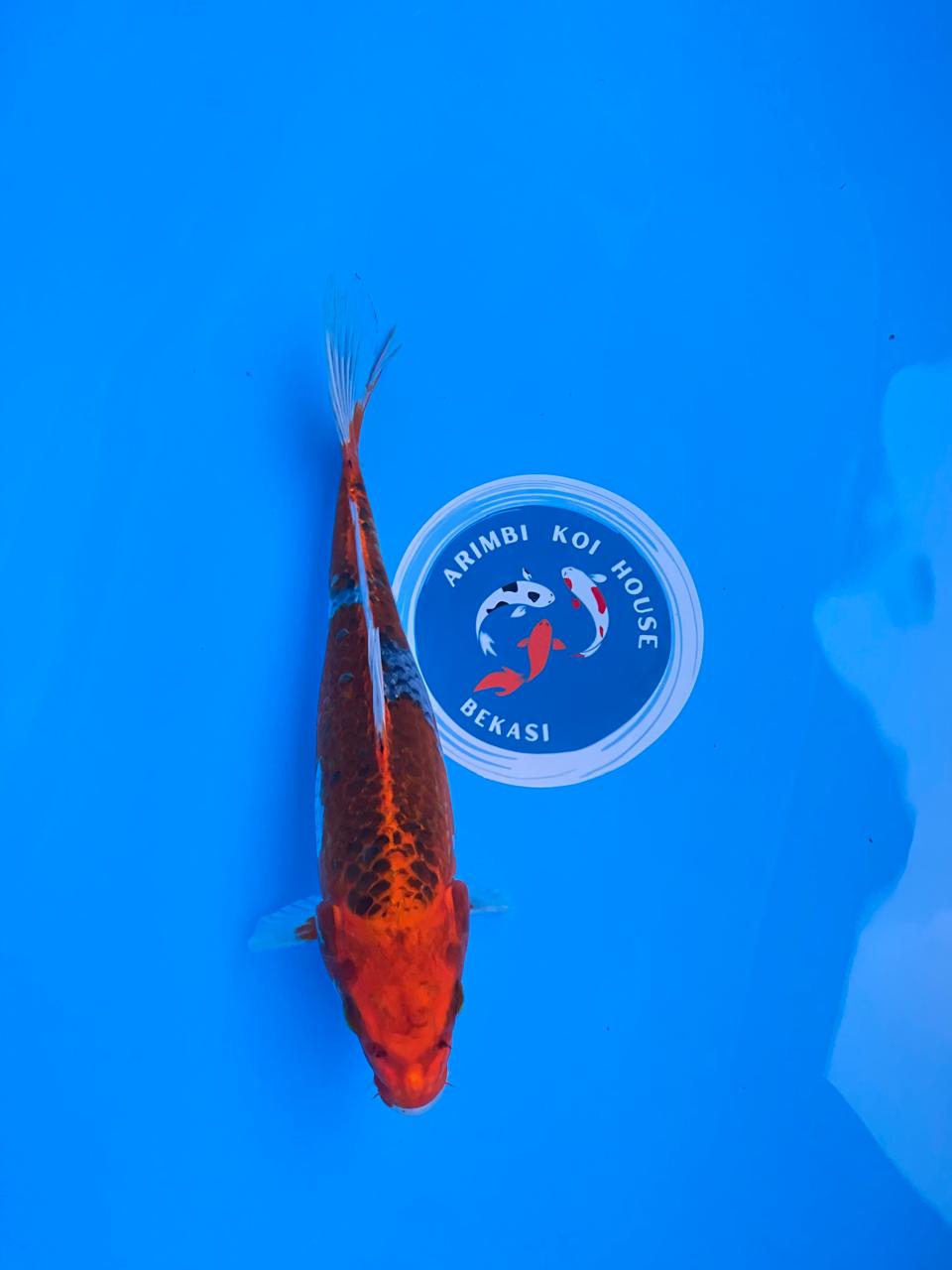 Lelang Koi Online, Jual Beli Ikan Koi, Pusat Jual Beli Koi, Info Lelang Koi Hari Ini, Platform Jual Beli Koi, Jual Beli Ikan Koi Online, Marketplace Ikan Koi, Jual Koi Terbaik, Tempat Beli Koi Berkualitas, Pasar Ikan Koi Online Terpercaya, Penjual Ikan Koi Terpercaya, Beli Koi Hias Online, Ikan Koi untuk Dijual, Koi Kualitas Terbaik, Toko Online Ikan Koi, Koi Hias Untuk Dijual, Jual Beli Ikan Koi Lokal, Koi Indonesia Online, Pusat Jual Beli Koi Terbesar