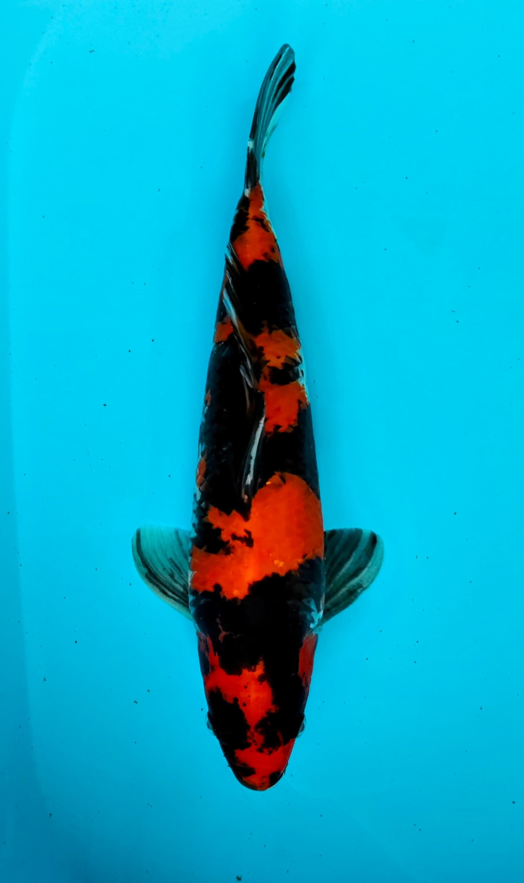 HI SHOWA 38cm