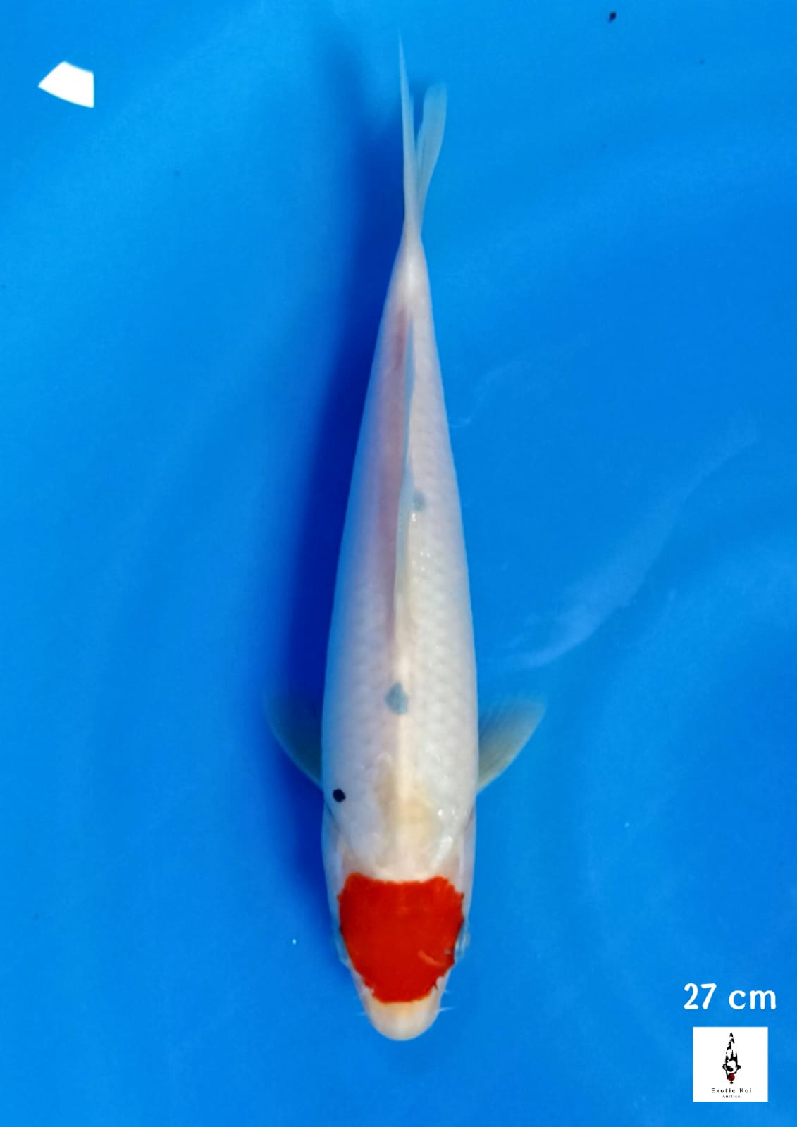TANCHO SANKE TATEGOI 27cm