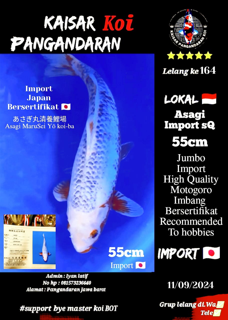 Lelang Koi Online, Jual Beli Ikan Koi, Pusat Jual Beli Koi, Info Lelang Koi Hari Ini, Platform Jual Beli Koi, Jual Beli Ikan Koi Online, Marketplace Ikan Koi, Jual Koi Terbaik, Tempat Beli Koi Berkualitas, Pasar Ikan Koi Online Terpercaya, Penjual Ikan Koi Terpercaya, Beli Koi Hias Online, Ikan Koi untuk Dijual, Koi Kualitas Terbaik, Toko Online Ikan Koi, Koi Hias Untuk Dijual, Jual Beli Ikan Koi Lokal, Koi Indonesia Online, Pusat Jual Beli Koi Terbesar