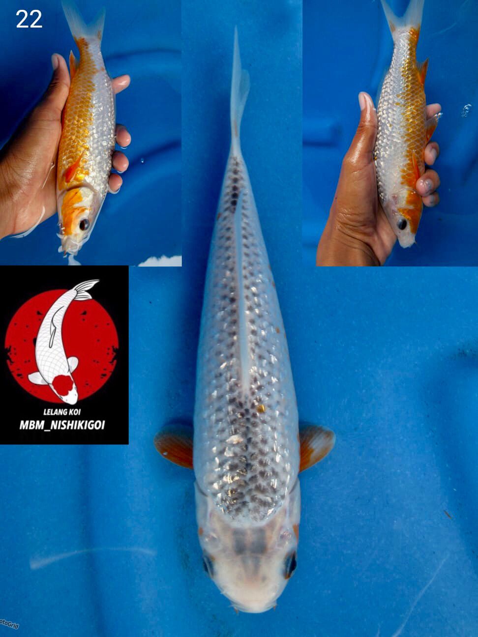 Lelang Koi Online, Jual Beli Ikan Koi, Pusat Jual Beli Koi, Info Lelang Koi Hari Ini, Platform Jual Beli Koi, Jual Beli Ikan Koi Online, Marketplace Ikan Koi, Jual Koi Terbaik, Tempat Beli Koi Berkualitas, Pasar Ikan Koi Online Terpercaya, Penjual Ikan Koi Terpercaya, Beli Koi Hias Online, Ikan Koi untuk Dijual, Koi Kualitas Terbaik, Toko Online Ikan Koi, Koi Hias Untuk Dijual, Jual Beli Ikan Koi Lokal, Koi Indonesia Online, Pusat Jual Beli Koi Terbesar