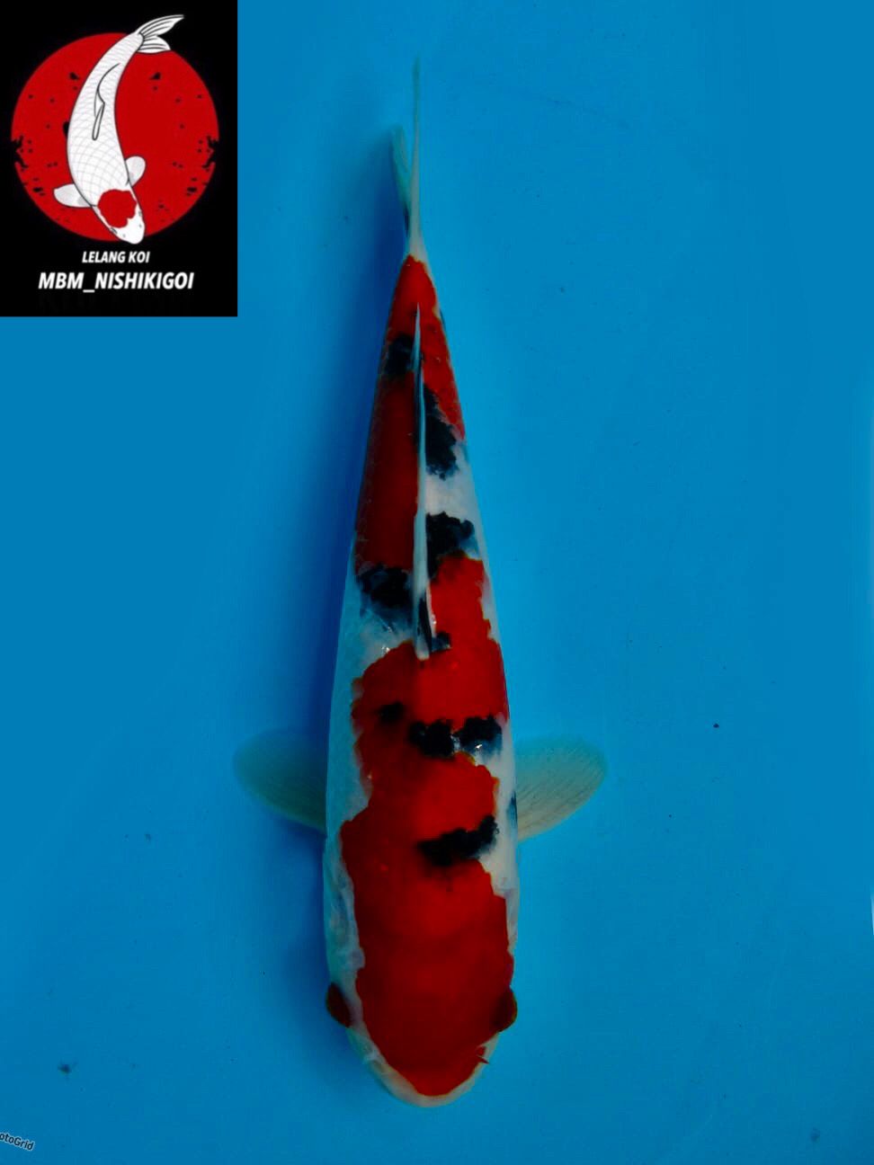 Lelang Koi Online, Jual Beli Ikan Koi, Pusat Jual Beli Koi, Info Lelang Koi Hari Ini, Platform Jual Beli Koi, Jual Beli Ikan Koi Online, Marketplace Ikan Koi, Jual Koi Terbaik, Tempat Beli Koi Berkualitas, Pasar Ikan Koi Online Terpercaya, Penjual Ikan Koi Terpercaya, Beli Koi Hias Online, Ikan Koi untuk Dijual, Koi Kualitas Terbaik, Toko Online Ikan Koi, Koi Hias Untuk Dijual, Jual Beli Ikan Koi Lokal, Koi Indonesia Online, Pusat Jual Beli Koi Terbesar