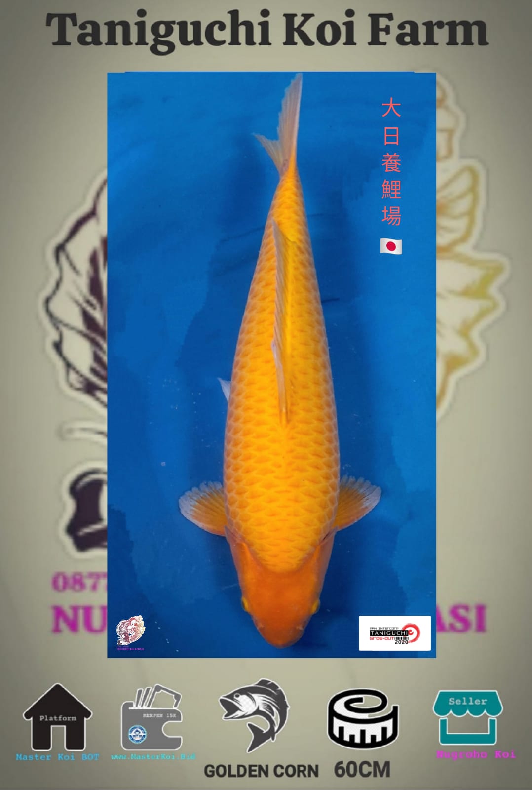 Lelang Koi Online, Jual Beli Ikan Koi, Pusat Jual Beli Koi, Info Lelang Koi Hari Ini, Platform Jual Beli Koi, Jual Beli Ikan Koi Online, Marketplace Ikan Koi, Jual Koi Terbaik, Tempat Beli Koi Berkualitas, Pasar Ikan Koi Online Terpercaya, Penjual Ikan Koi Terpercaya, Beli Koi Hias Online, Ikan Koi untuk Dijual, Koi Kualitas Terbaik, Toko Online Ikan Koi, Koi Hias Untuk Dijual, Jual Beli Ikan Koi Lokal, Koi Indonesia Online, Pusat Jual Beli Koi Terbesar