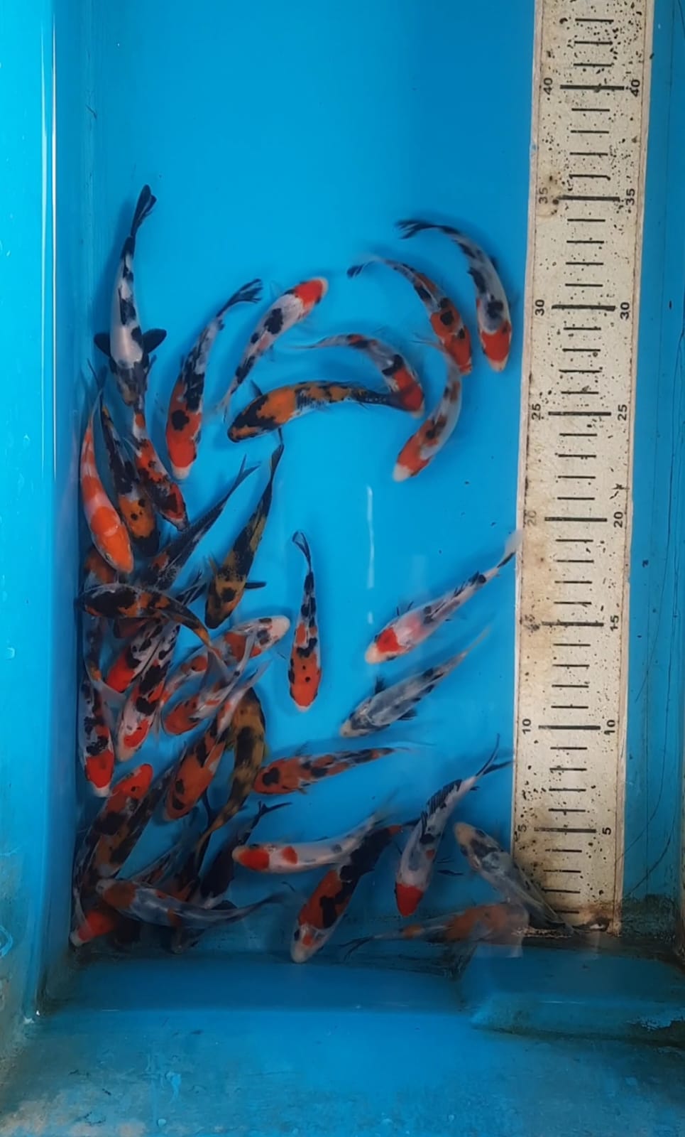 Lelang Koi Online, Jual Beli Ikan Koi, Pusat Jual Beli Koi, Info Lelang Koi Hari Ini, Platform Jual Beli Koi, Jual Beli Ikan Koi Online, Marketplace Ikan Koi, Jual Koi Terbaik, Tempat Beli Koi Berkualitas, Pasar Ikan Koi Online Terpercaya, Penjual Ikan Koi Terpercaya, Beli Koi Hias Online, Ikan Koi untuk Dijual, Koi Kualitas Terbaik, Toko Online Ikan Koi, Koi Hias Untuk Dijual, Jual Beli Ikan Koi Lokal, Koi Indonesia Online, Pusat Jual Beli Koi Terbesar