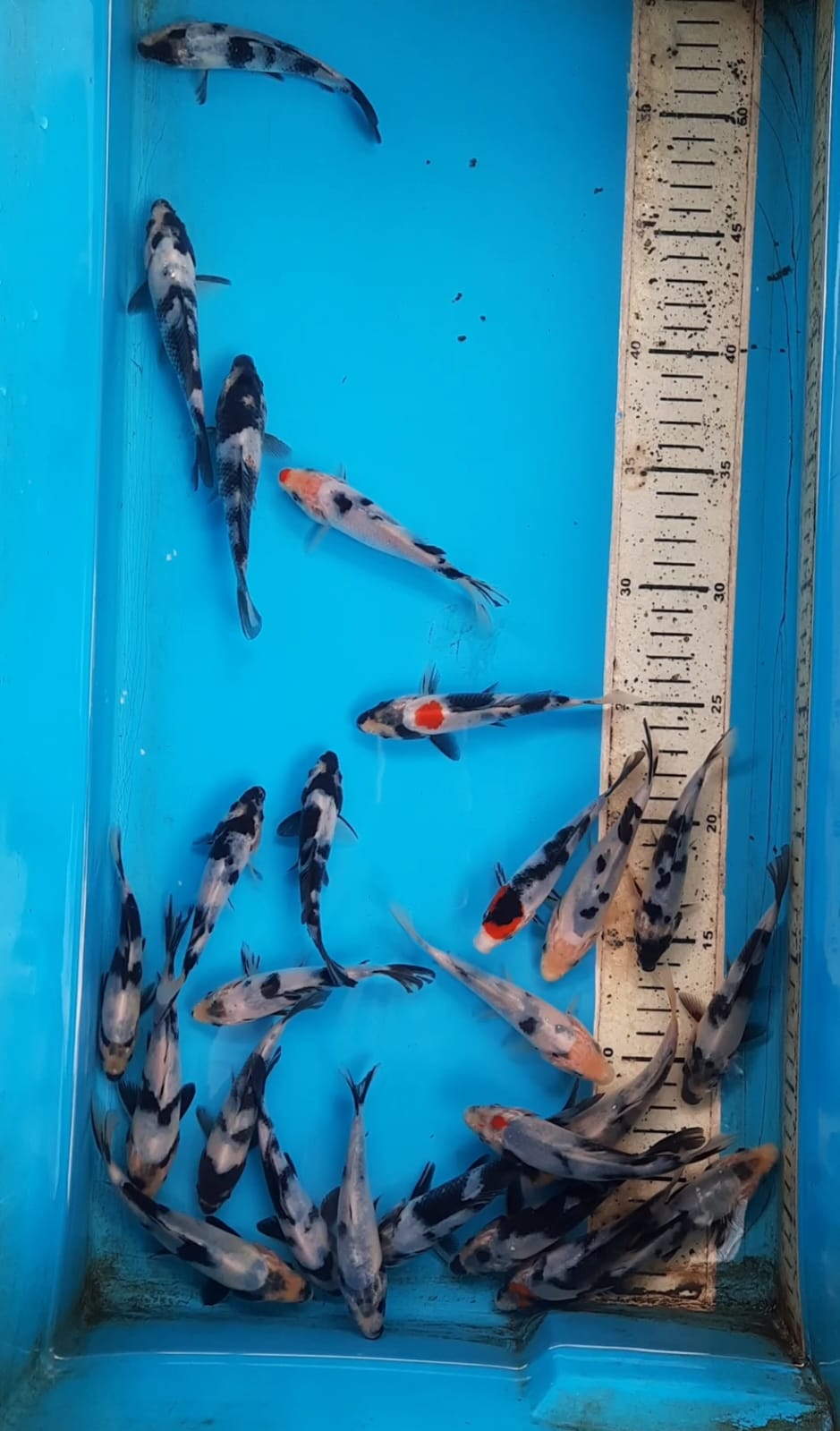 Lelang Koi Online, Jual Beli Ikan Koi, Pusat Jual Beli Koi, Info Lelang Koi Hari Ini, Platform Jual Beli Koi, Jual Beli Ikan Koi Online, Marketplace Ikan Koi, Jual Koi Terbaik, Tempat Beli Koi Berkualitas, Pasar Ikan Koi Online Terpercaya, Penjual Ikan Koi Terpercaya, Beli Koi Hias Online, Ikan Koi untuk Dijual, Koi Kualitas Terbaik, Toko Online Ikan Koi, Koi Hias Untuk Dijual, Jual Beli Ikan Koi Lokal, Koi Indonesia Online, Pusat Jual Beli Koi Terbesar