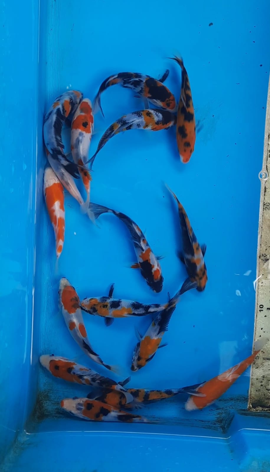 Lelang Koi Online, Jual Beli Ikan Koi, Pusat Jual Beli Koi, Info Lelang Koi Hari Ini, Platform Jual Beli Koi, Jual Beli Ikan Koi Online, Marketplace Ikan Koi, Jual Koi Terbaik, Tempat Beli Koi Berkualitas, Pasar Ikan Koi Online Terpercaya, Penjual Ikan Koi Terpercaya, Beli Koi Hias Online, Ikan Koi untuk Dijual, Koi Kualitas Terbaik, Toko Online Ikan Koi, Koi Hias Untuk Dijual, Jual Beli Ikan Koi Lokal, Koi Indonesia Online, Pusat Jual Beli Koi Terbesar