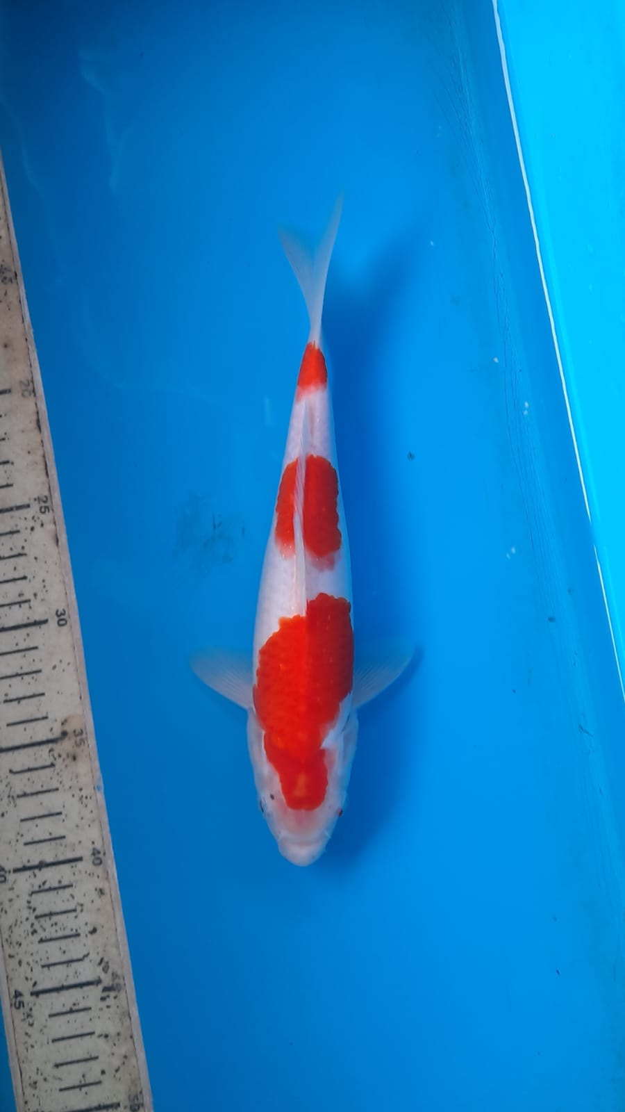 Lelang Koi Online, Jual Beli Ikan Koi, Pusat Jual Beli Koi, Info Lelang Koi Hari Ini, Platform Jual Beli Koi, Jual Beli Ikan Koi Online, Marketplace Ikan Koi, Jual Koi Terbaik, Tempat Beli Koi Berkualitas, Pasar Ikan Koi Online Terpercaya, Penjual Ikan Koi Terpercaya, Beli Koi Hias Online, Ikan Koi untuk Dijual, Koi Kualitas Terbaik, Toko Online Ikan Koi, Koi Hias Untuk Dijual, Jual Beli Ikan Koi Lokal, Koi Indonesia Online, Pusat Jual Beli Koi Terbesar