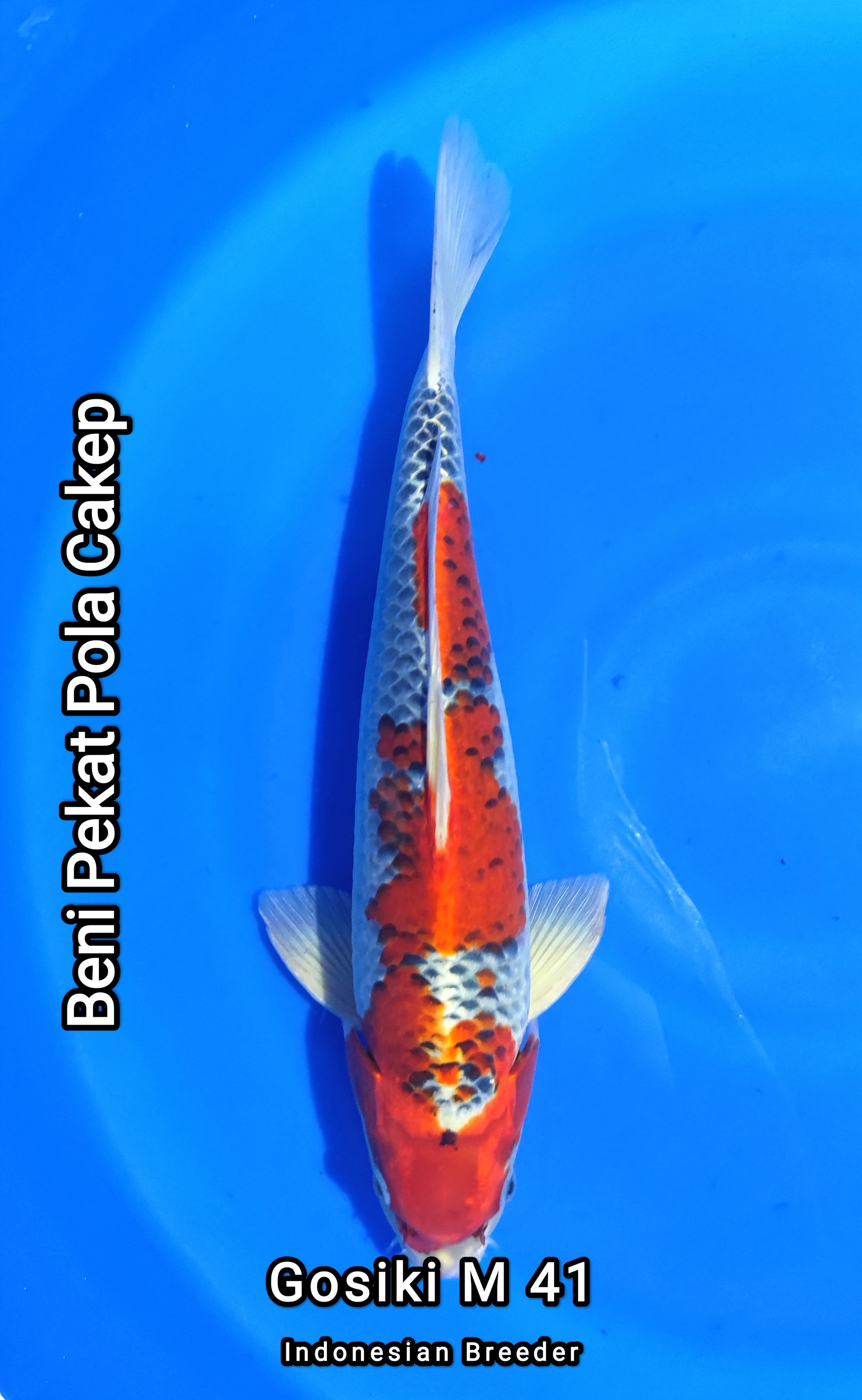 Lelang Koi Online, Jual Beli Ikan Koi, Pusat Jual Beli Koi, Info Lelang Koi Hari Ini, Platform Jual Beli Koi, Jual Beli Ikan Koi Online, Marketplace Ikan Koi, Jual Koi Terbaik, Tempat Beli Koi Berkualitas, Pasar Ikan Koi Online Terpercaya, Penjual Ikan Koi Terpercaya, Beli Koi Hias Online, Ikan Koi untuk Dijual, Koi Kualitas Terbaik, Toko Online Ikan Koi, Koi Hias Untuk Dijual, Jual Beli Ikan Koi Lokal, Koi Indonesia Online, Pusat Jual Beli Koi Terbesar