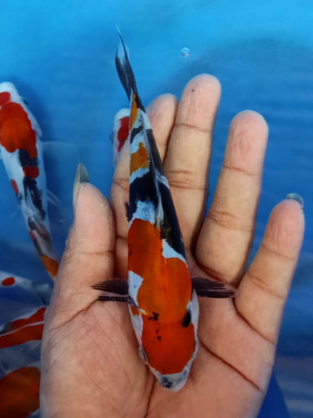 SHOWA DOITSU MURNI 15cm