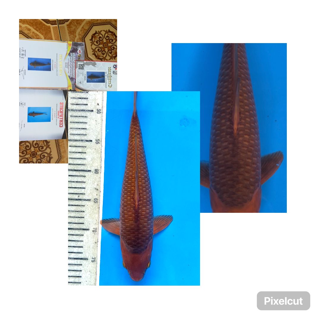 Lelang Koi Online, Jual Beli Ikan Koi, Pusat Jual Beli Koi, Info Lelang Koi Hari Ini, Platform Jual Beli Koi, Jual Beli Ikan Koi Online, Marketplace Ikan Koi, Jual Koi Terbaik, Tempat Beli Koi Berkualitas, Pasar Ikan Koi Online Terpercaya, Penjual Ikan Koi Terpercaya, Beli Koi Hias Online, Ikan Koi untuk Dijual, Koi Kualitas Terbaik, Toko Online Ikan Koi, Koi Hias Untuk Dijual, Jual Beli Ikan Koi Lokal, Koi Indonesia Online, Pusat Jual Beli Koi Terbesar