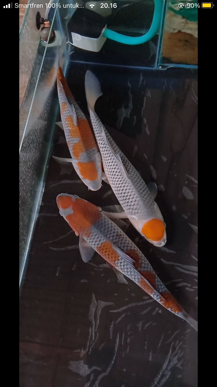 Lelang Koi Online, Jual Beli Ikan Koi, Pusat Jual Beli Koi, Info Lelang Koi Hari Ini, Platform Jual Beli Koi, Jual Beli Ikan Koi Online, Marketplace Ikan Koi, Jual Koi Terbaik, Tempat Beli Koi Berkualitas, Pasar Ikan Koi Online Terpercaya, Penjual Ikan Koi Terpercaya, Beli Koi Hias Online, Ikan Koi untuk Dijual, Koi Kualitas Terbaik, Toko Online Ikan Koi, Koi Hias Untuk Dijual, Jual Beli Ikan Koi Lokal, Koi Indonesia Online, Pusat Jual Beli Koi Terbesar