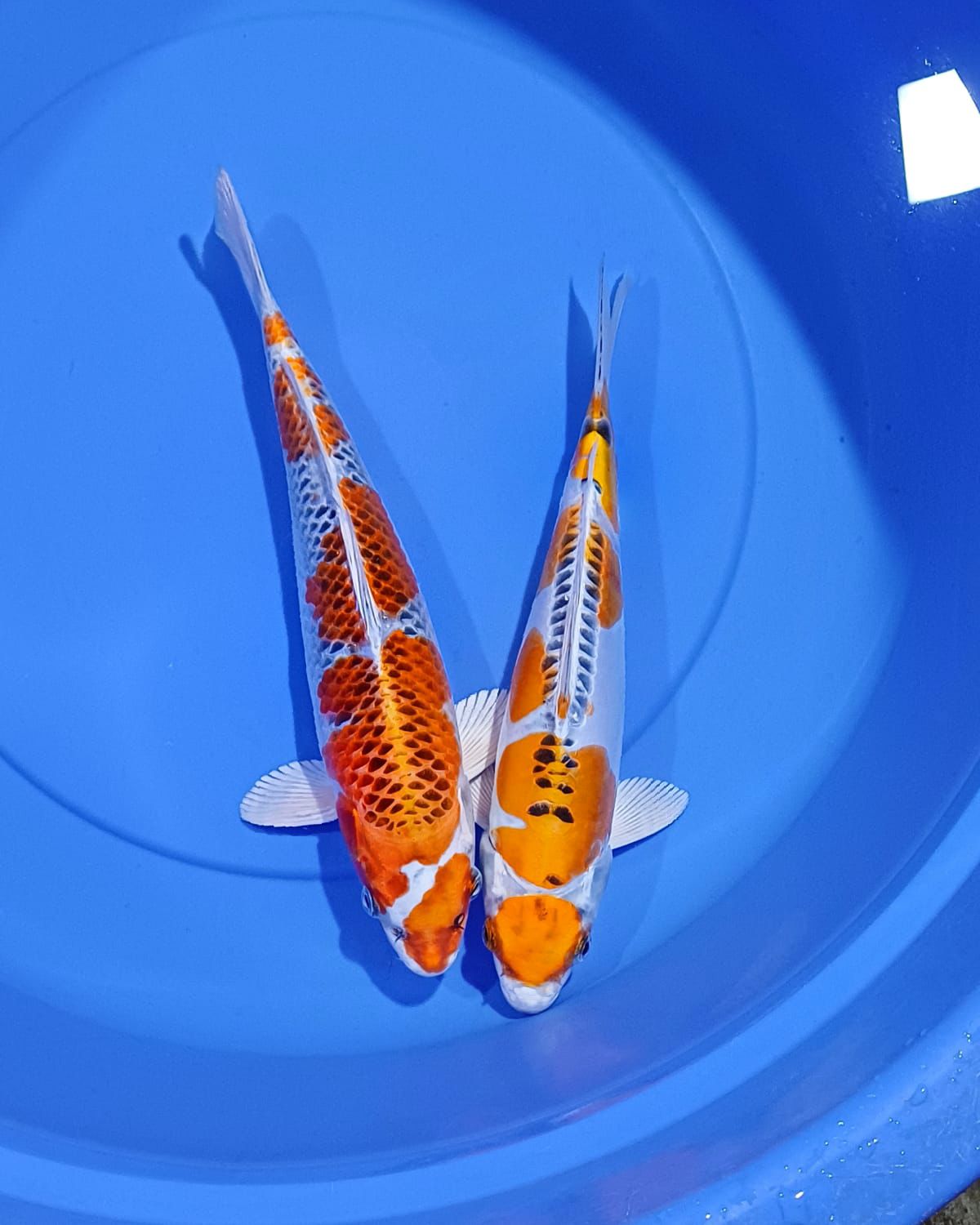 Lelang Koi Online, Jual Beli Ikan Koi, Pusat Jual Beli Koi, Info Lelang Koi Hari Ini, Platform Jual Beli Koi, Jual Beli Ikan Koi Online, Marketplace Ikan Koi, Jual Koi Terbaik, Tempat Beli Koi Berkualitas, Pasar Ikan Koi Online Terpercaya, Penjual Ikan Koi Terpercaya, Beli Koi Hias Online, Ikan Koi untuk Dijual, Koi Kualitas Terbaik, Toko Online Ikan Koi, Koi Hias Untuk Dijual, Jual Beli Ikan Koi Lokal, Koi Indonesia Online, Pusat Jual Beli Koi Terbesar