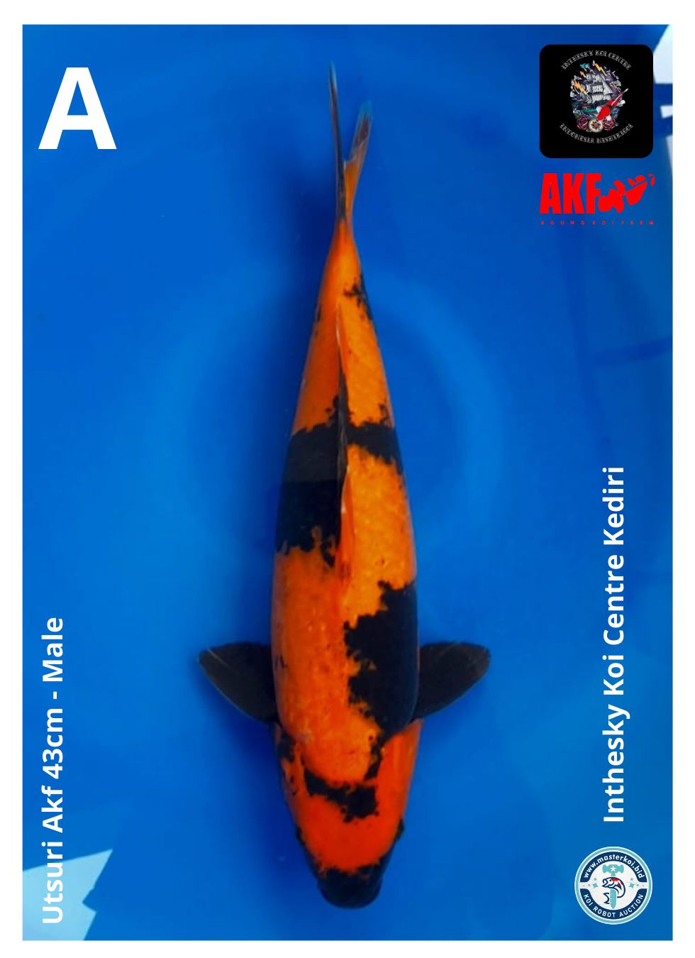 Lelang Koi Online, Jual Beli Ikan Koi, Pusat Jual Beli Koi, Info Lelang Koi Hari Ini, Platform Jual Beli Koi, Jual Beli Ikan Koi Online, Marketplace Ikan Koi, Jual Koi Terbaik, Tempat Beli Koi Berkualitas, Pasar Ikan Koi Online Terpercaya, Penjual Ikan Koi Terpercaya, Beli Koi Hias Online, Ikan Koi untuk Dijual, Koi Kualitas Terbaik, Toko Online Ikan Koi, Koi Hias Untuk Dijual, Jual Beli Ikan Koi Lokal, Koi Indonesia Online, Pusat Jual Beli Koi Terbesar