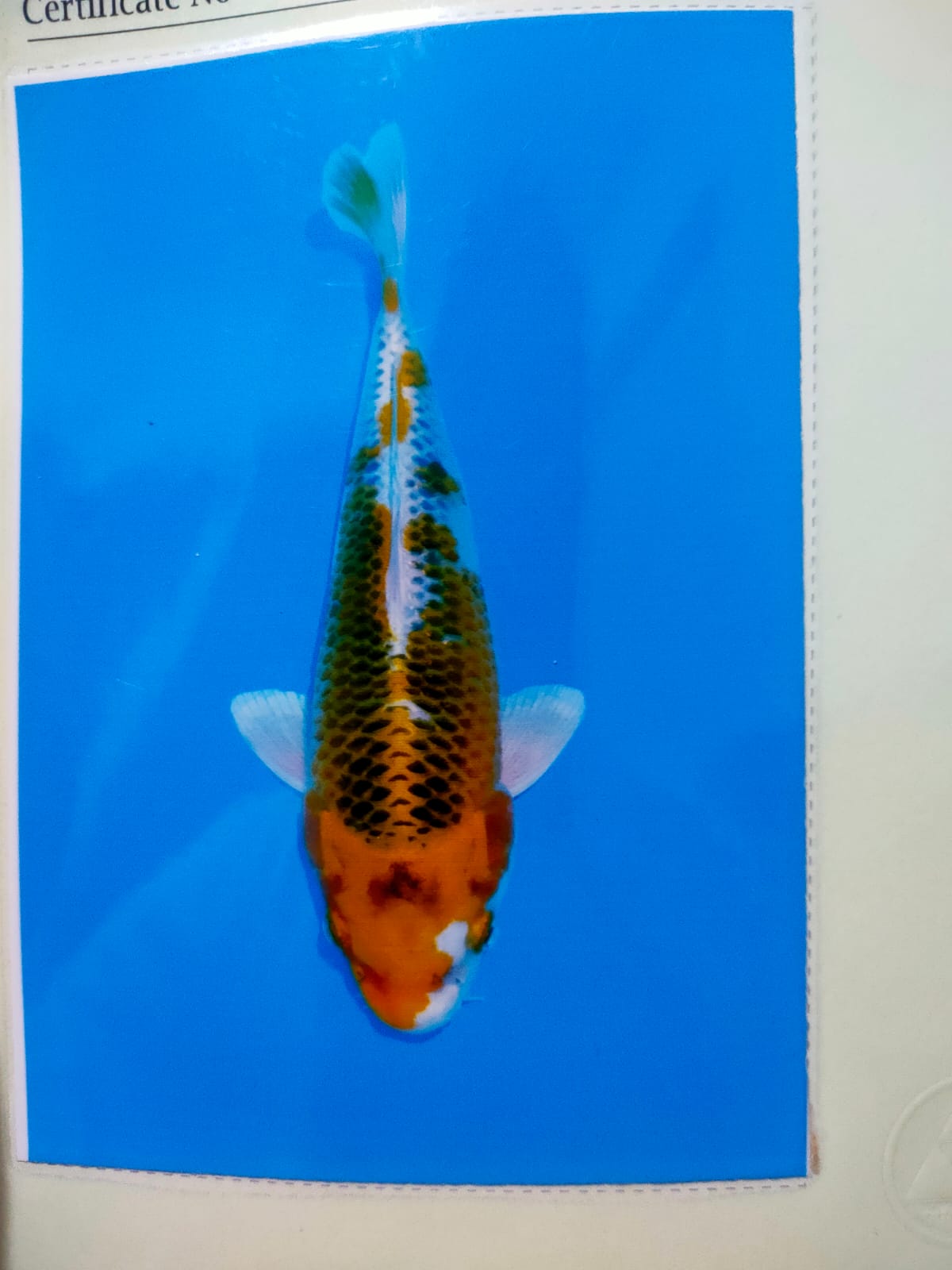 Lelang Koi Online, Jual Beli Ikan Koi, Pusat Jual Beli Koi, Info Lelang Koi Hari Ini, Platform Jual Beli Koi, Jual Beli Ikan Koi Online, Marketplace Ikan Koi, Jual Koi Terbaik, Tempat Beli Koi Berkualitas, Pasar Ikan Koi Online Terpercaya, Penjual Ikan Koi Terpercaya, Beli Koi Hias Online, Ikan Koi untuk Dijual, Koi Kualitas Terbaik, Toko Online Ikan Koi, Koi Hias Untuk Dijual, Jual Beli Ikan Koi Lokal, Koi Indonesia Online, Pusat Jual Beli Koi Terbesar