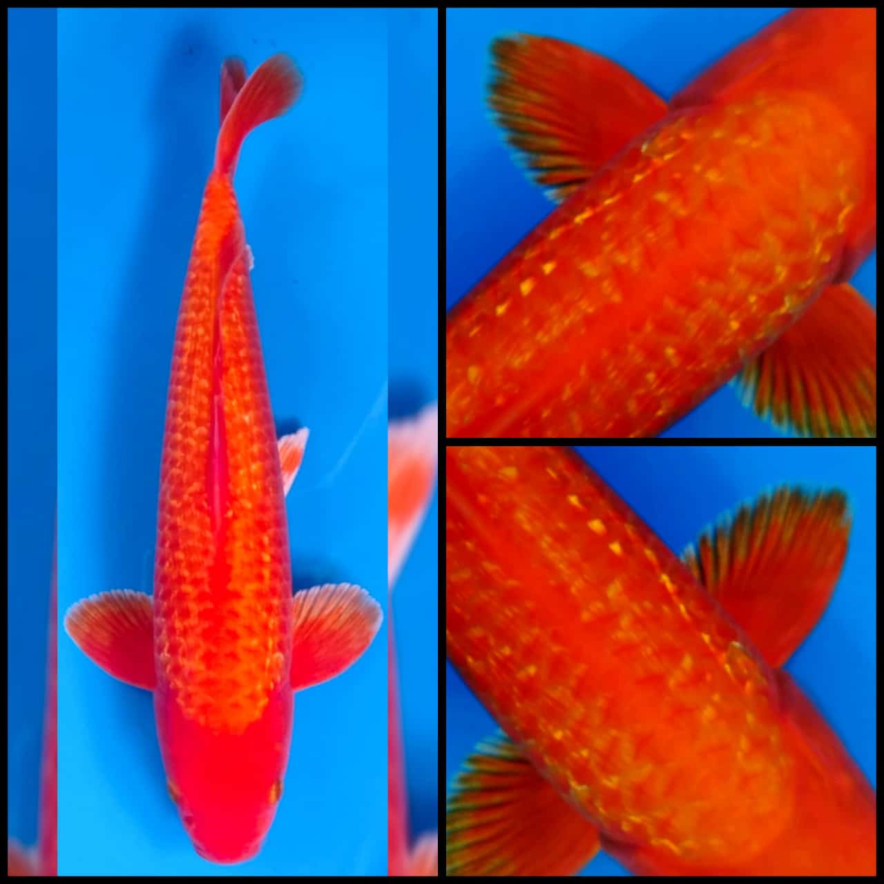 Lelang Koi Online, Jual Beli Ikan Koi, Pusat Jual Beli Koi, Info Lelang Koi Hari Ini, Platform Jual Beli Koi, Jual Beli Ikan Koi Online, Marketplace Ikan Koi, Jual Koi Terbaik, Tempat Beli Koi Berkualitas, Pasar Ikan Koi Online Terpercaya, Penjual Ikan Koi Terpercaya, Beli Koi Hias Online, Ikan Koi untuk Dijual, Koi Kualitas Terbaik, Toko Online Ikan Koi, Koi Hias Untuk Dijual, Jual Beli Ikan Koi Lokal, Koi Indonesia Online, Pusat Jual Beli Koi Terbesar