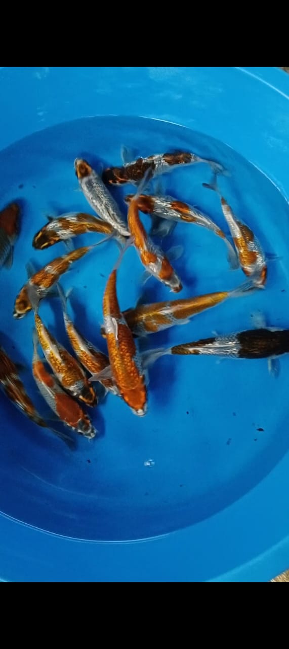 Lelang Koi Online, Jual Beli Ikan Koi, Pusat Jual Beli Koi, Info Lelang Koi Hari Ini, Platform Jual Beli Koi, Jual Beli Ikan Koi Online, Marketplace Ikan Koi, Jual Koi Terbaik, Tempat Beli Koi Berkualitas, Pasar Ikan Koi Online Terpercaya, Penjual Ikan Koi Terpercaya, Beli Koi Hias Online, Ikan Koi untuk Dijual, Koi Kualitas Terbaik, Toko Online Ikan Koi, Koi Hias Untuk Dijual, Jual Beli Ikan Koi Lokal, Koi Indonesia Online, Pusat Jual Beli Koi Terbesar