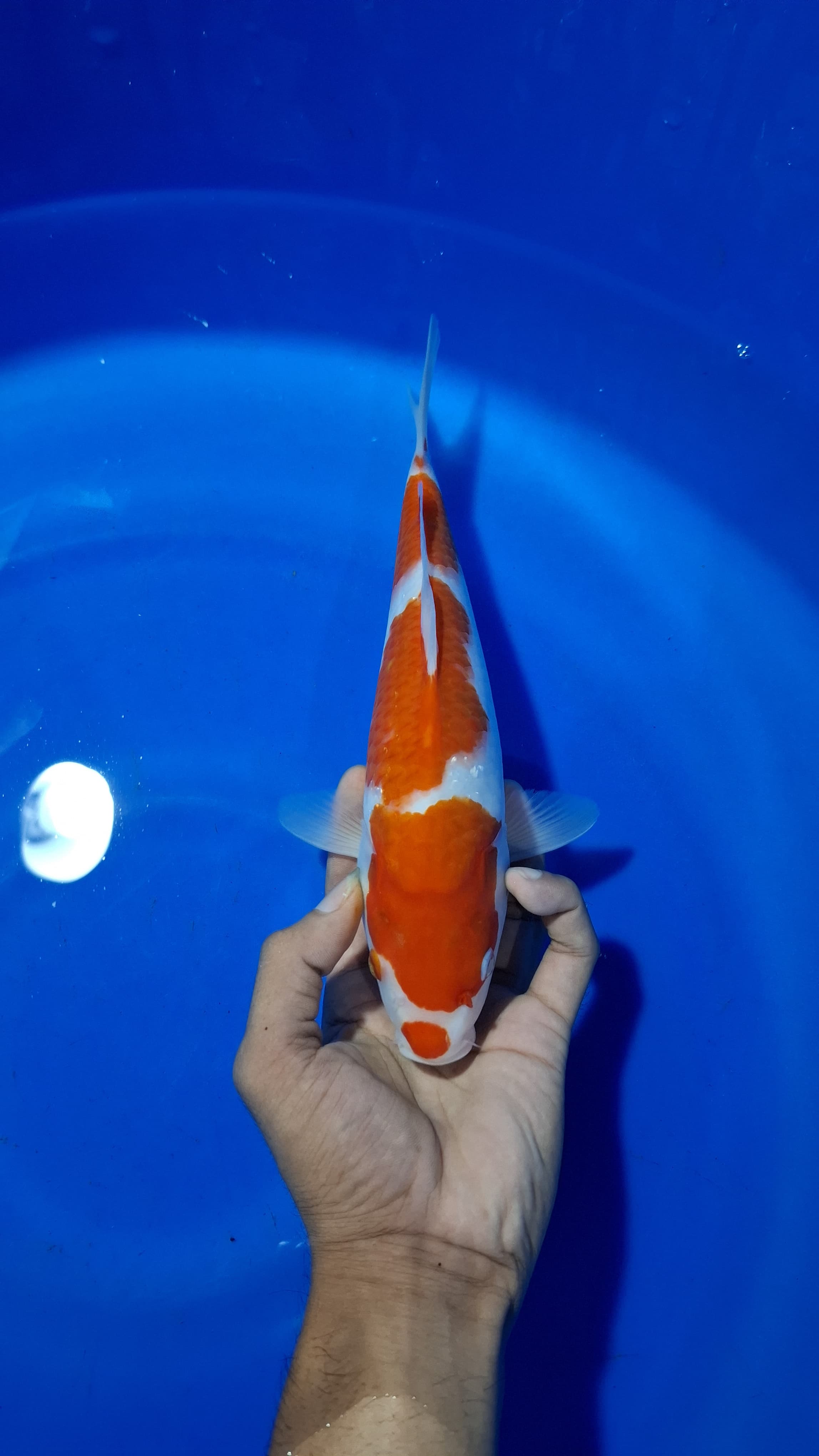 Lelang Koi Online, Jual Beli Ikan Koi, Pusat Jual Beli Koi, Info Lelang Koi Hari Ini, Platform Jual Beli Koi, Jual Beli Ikan Koi Online, Marketplace Ikan Koi, Jual Koi Terbaik, Tempat Beli Koi Berkualitas, Pasar Ikan Koi Online Terpercaya, Penjual Ikan Koi Terpercaya, Beli Koi Hias Online, Ikan Koi untuk Dijual, Koi Kualitas Terbaik, Toko Online Ikan Koi, Koi Hias Untuk Dijual, Jual Beli Ikan Koi Lokal, Koi Indonesia Online, Pusat Jual Beli Koi Terbesar