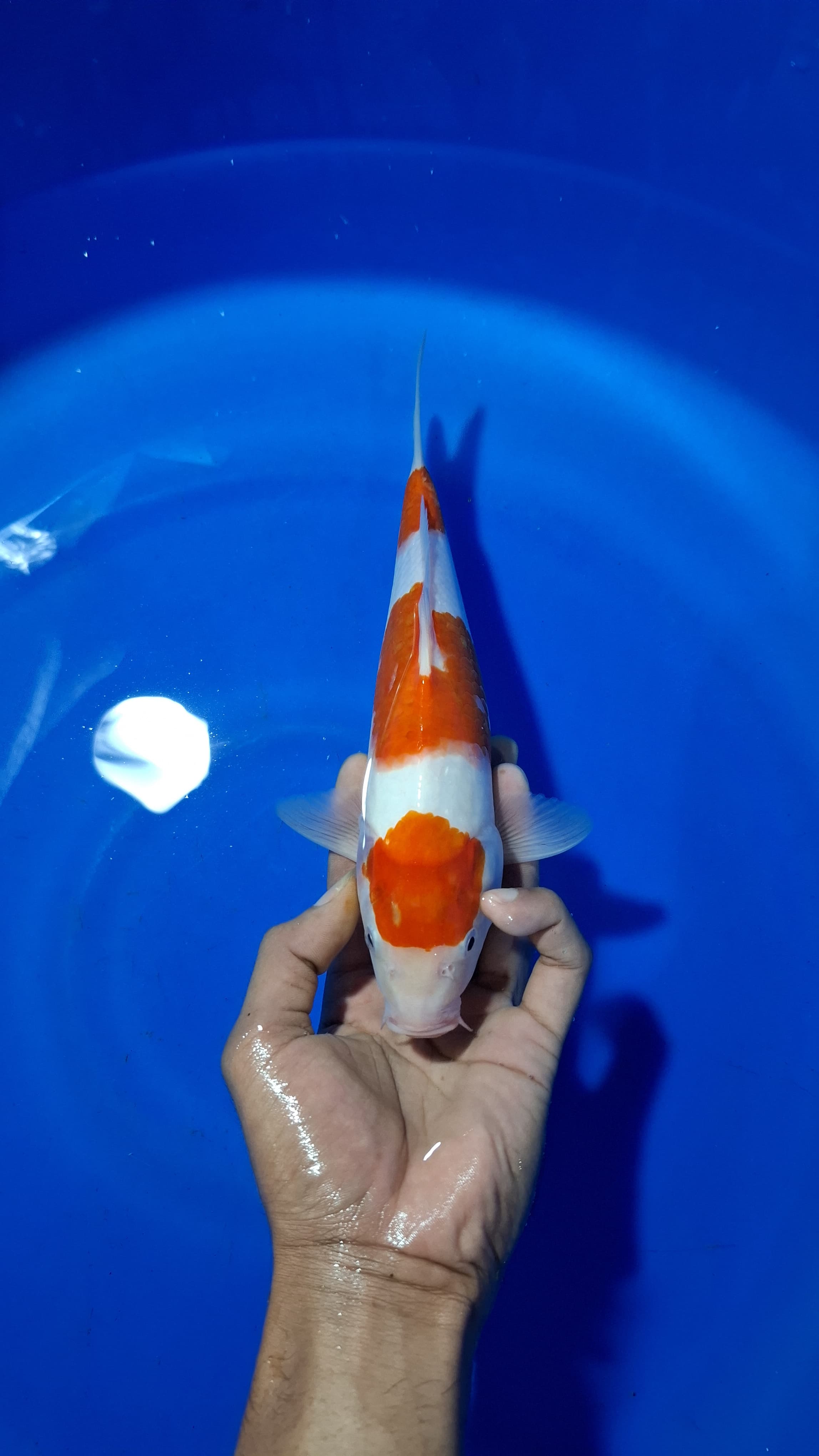 Lelang Koi Online, Jual Beli Ikan Koi, Pusat Jual Beli Koi, Info Lelang Koi Hari Ini, Platform Jual Beli Koi, Jual Beli Ikan Koi Online, Marketplace Ikan Koi, Jual Koi Terbaik, Tempat Beli Koi Berkualitas, Pasar Ikan Koi Online Terpercaya, Penjual Ikan Koi Terpercaya, Beli Koi Hias Online, Ikan Koi untuk Dijual, Koi Kualitas Terbaik, Toko Online Ikan Koi, Koi Hias Untuk Dijual, Jual Beli Ikan Koi Lokal, Koi Indonesia Online, Pusat Jual Beli Koi Terbesar