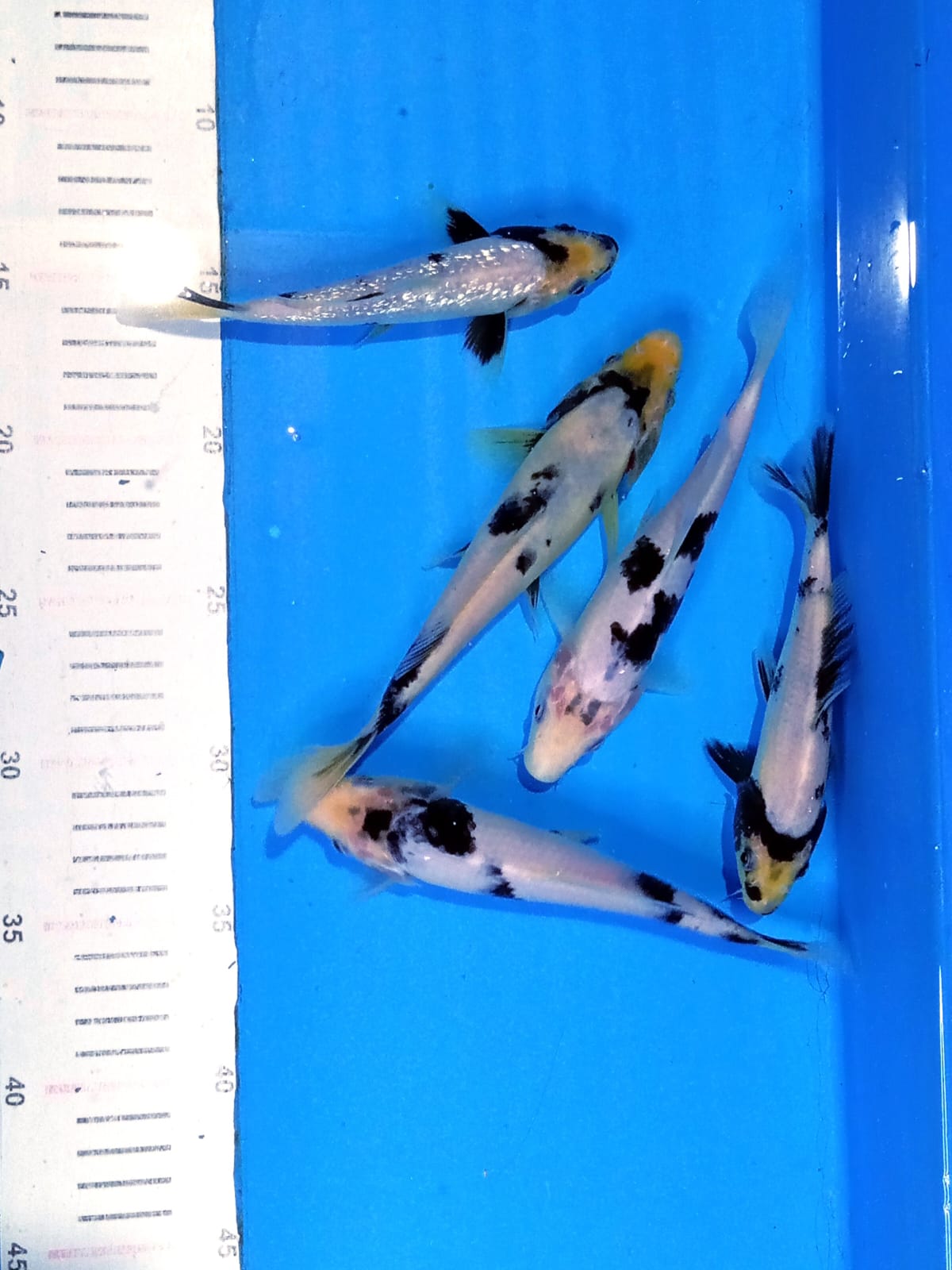 Lelang Koi Online, Jual Beli Ikan Koi, Pusat Jual Beli Koi, Info Lelang Koi Hari Ini, Platform Jual Beli Koi, Jual Beli Ikan Koi Online, Marketplace Ikan Koi, Jual Koi Terbaik, Tempat Beli Koi Berkualitas, Pasar Ikan Koi Online Terpercaya, Penjual Ikan Koi Terpercaya, Beli Koi Hias Online, Ikan Koi untuk Dijual, Koi Kualitas Terbaik, Toko Online Ikan Koi, Koi Hias Untuk Dijual, Jual Beli Ikan Koi Lokal, Koi Indonesia Online, Pusat Jual Beli Koi Terbesar