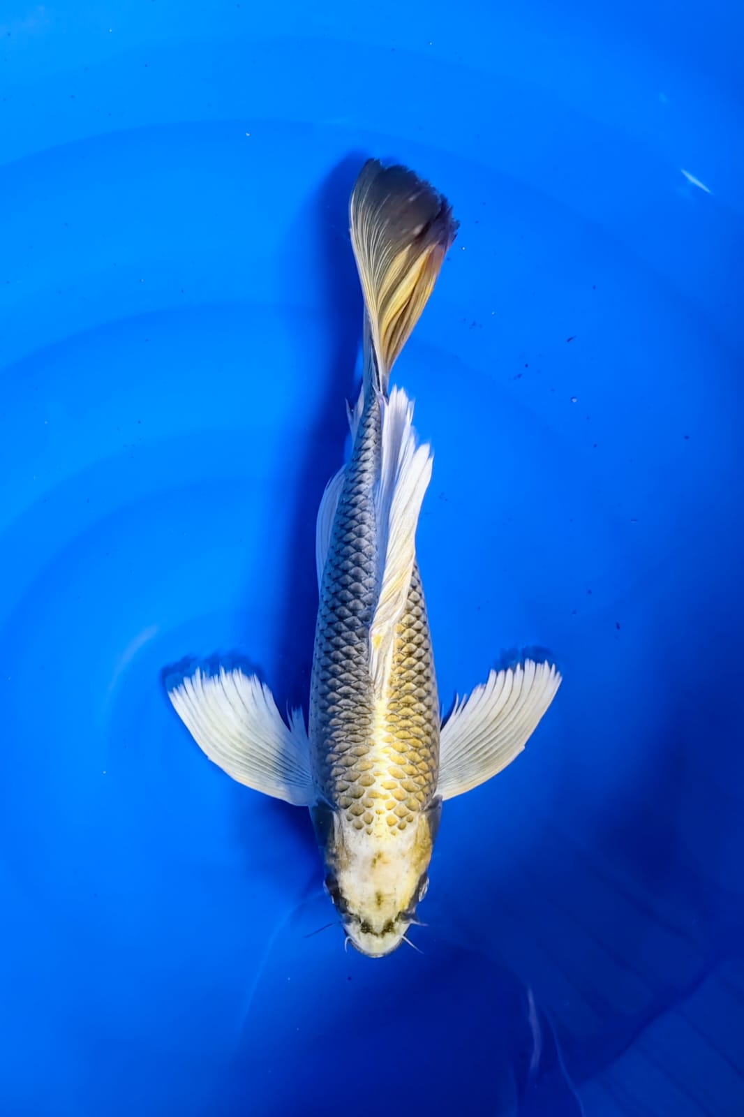 KUMPAY MUKASI 40cm