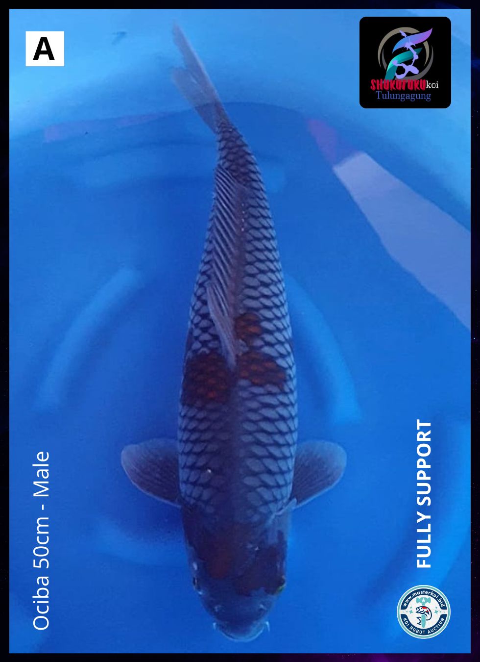 OCIBA 50cm