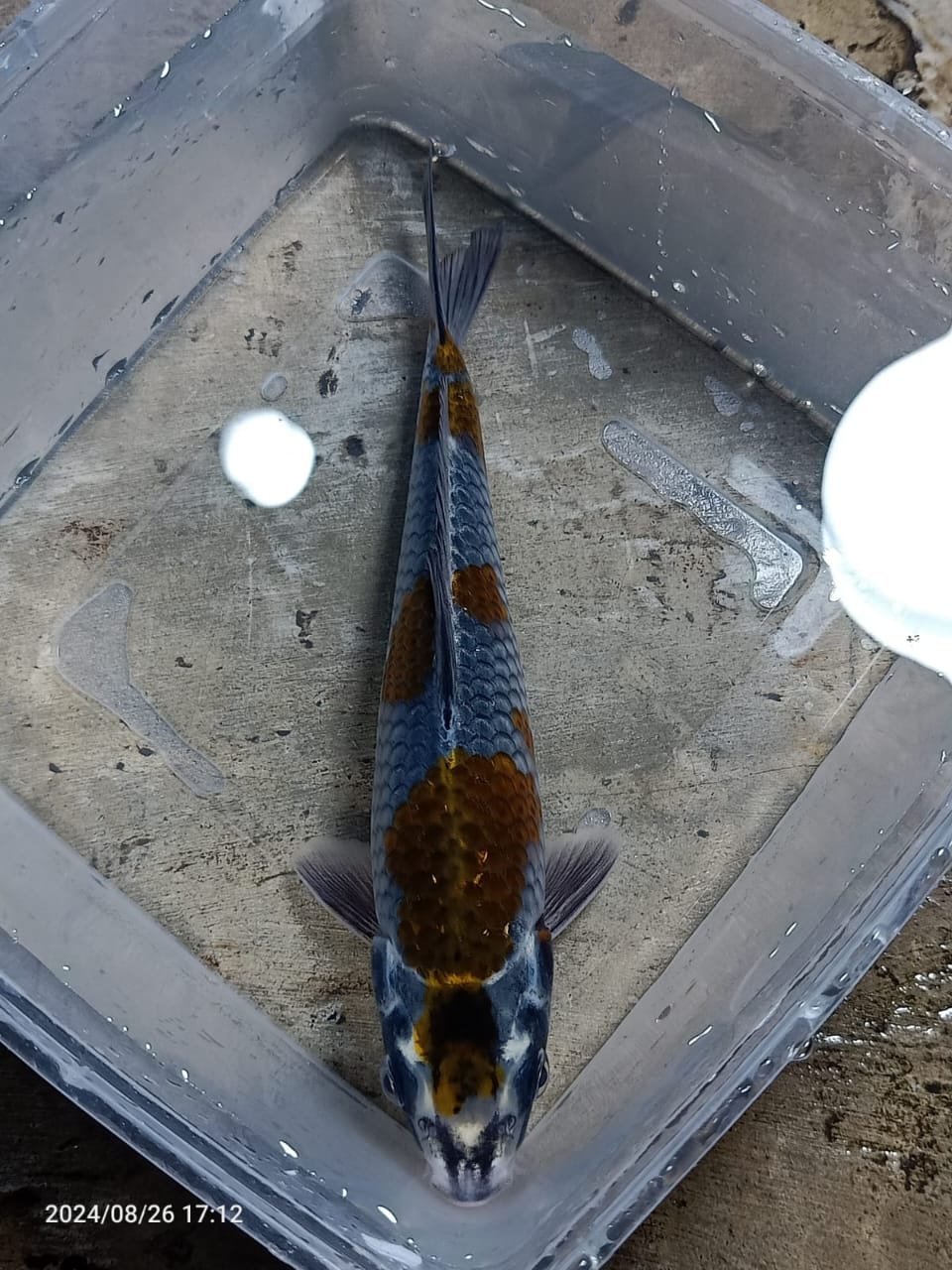 Lelang Koi Online, Jual Beli Ikan Koi, Pusat Jual Beli Koi, Info Lelang Koi Hari Ini, Platform Jual Beli Koi, Jual Beli Ikan Koi Online, Marketplace Ikan Koi, Jual Koi Terbaik, Tempat Beli Koi Berkualitas, Pasar Ikan Koi Online Terpercaya, Penjual Ikan Koi Terpercaya, Beli Koi Hias Online, Ikan Koi untuk Dijual, Koi Kualitas Terbaik, Toko Online Ikan Koi, Koi Hias Untuk Dijual, Jual Beli Ikan Koi Lokal, Koi Indonesia Online, Pusat Jual Beli Koi Terbesar