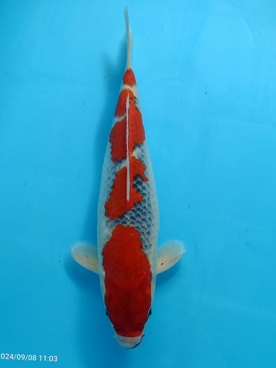 Lelang Koi Online, Jual Beli Ikan Koi, Pusat Jual Beli Koi, Info Lelang Koi Hari Ini, Platform Jual Beli Koi, Jual Beli Ikan Koi Online, Marketplace Ikan Koi, Jual Koi Terbaik, Tempat Beli Koi Berkualitas, Pasar Ikan Koi Online Terpercaya, Penjual Ikan Koi Terpercaya, Beli Koi Hias Online, Ikan Koi untuk Dijual, Koi Kualitas Terbaik, Toko Online Ikan Koi, Koi Hias Untuk Dijual, Jual Beli Ikan Koi Lokal, Koi Indonesia Online, Pusat Jual Beli Koi Terbesar