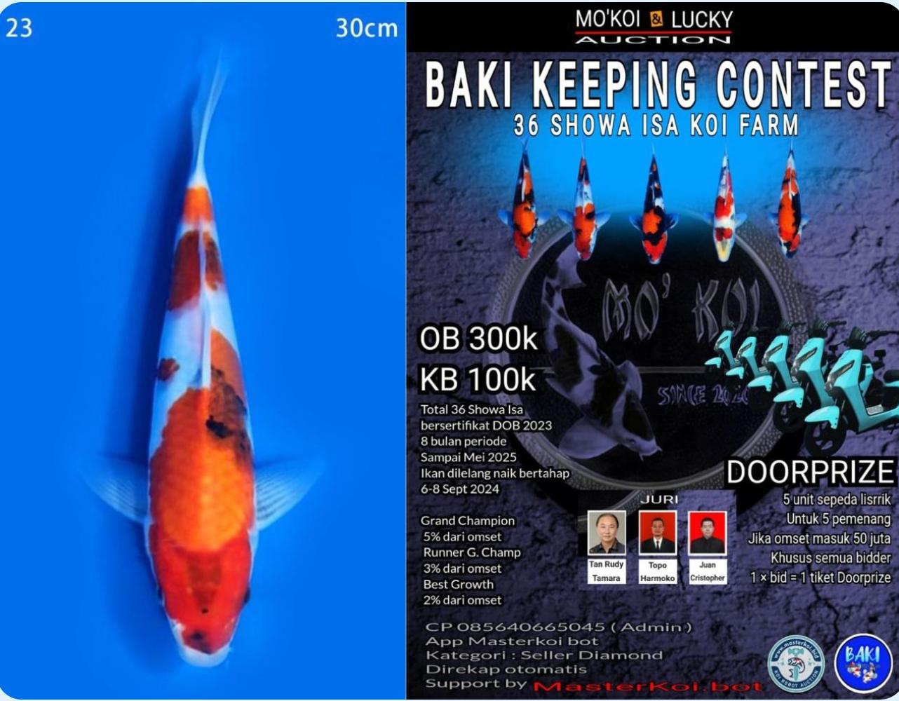 Lelang Koi Online, Jual Beli Ikan Koi, Pusat Jual Beli Koi, Info Lelang Koi Hari Ini, Platform Jual Beli Koi, Jual Beli Ikan Koi Online, Marketplace Ikan Koi, Jual Koi Terbaik, Tempat Beli Koi Berkualitas, Pasar Ikan Koi Online Terpercaya, Penjual Ikan Koi Terpercaya, Beli Koi Hias Online, Ikan Koi untuk Dijual, Koi Kualitas Terbaik, Toko Online Ikan Koi, Koi Hias Untuk Dijual, Jual Beli Ikan Koi Lokal, Koi Indonesia Online, Pusat Jual Beli Koi Terbesar