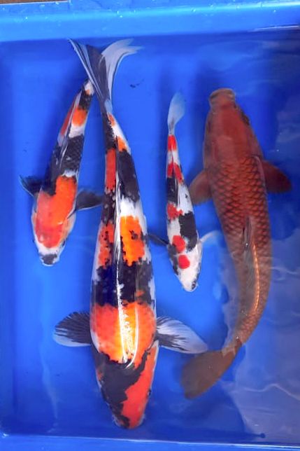 Lelang Koi Online, Jual Beli Ikan Koi, Pusat Jual Beli Koi, Info Lelang Koi Hari Ini, Platform Jual Beli Koi, Jual Beli Ikan Koi Online, Marketplace Ikan Koi, Jual Koi Terbaik, Tempat Beli Koi Berkualitas, Pasar Ikan Koi Online Terpercaya, Penjual Ikan Koi Terpercaya, Beli Koi Hias Online, Ikan Koi untuk Dijual, Koi Kualitas Terbaik, Toko Online Ikan Koi, Koi Hias Untuk Dijual, Jual Beli Ikan Koi Lokal, Koi Indonesia Online, Pusat Jual Beli Koi Terbesar