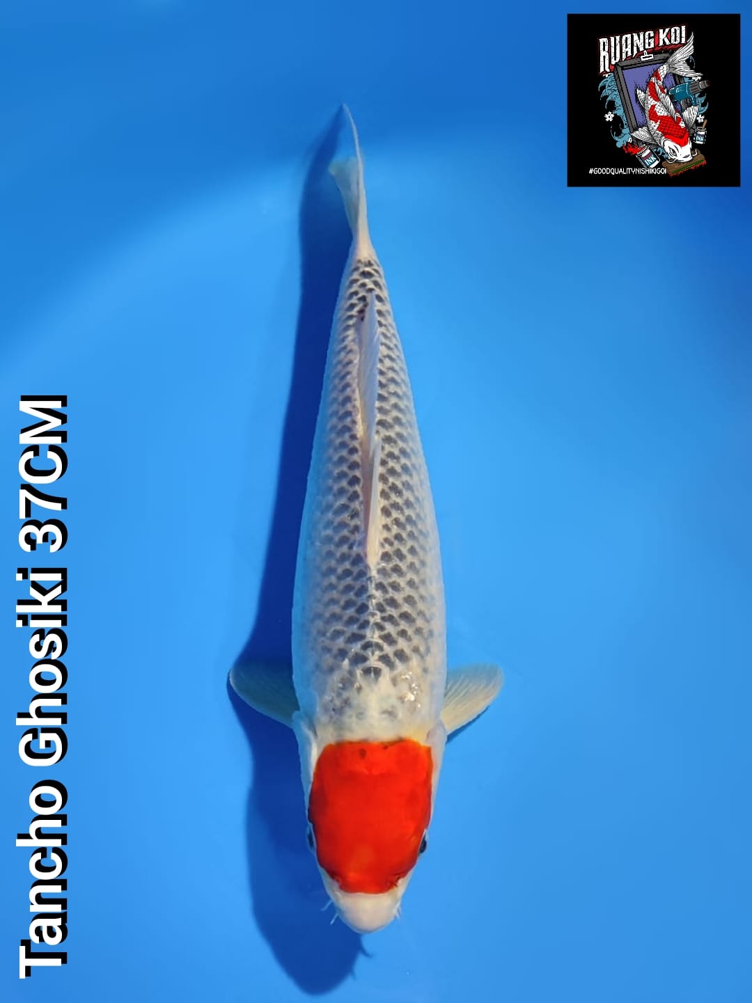 Lelang Koi Online, Jual Beli Ikan Koi, Pusat Jual Beli Koi, Info Lelang Koi Hari Ini, Platform Jual Beli Koi, Jual Beli Ikan Koi Online, Marketplace Ikan Koi, Jual Koi Terbaik, Tempat Beli Koi Berkualitas, Pasar Ikan Koi Online Terpercaya, Penjual Ikan Koi Terpercaya, Beli Koi Hias Online, Ikan Koi untuk Dijual, Koi Kualitas Terbaik, Toko Online Ikan Koi, Koi Hias Untuk Dijual, Jual Beli Ikan Koi Lokal, Koi Indonesia Online, Pusat Jual Beli Koi Terbesar