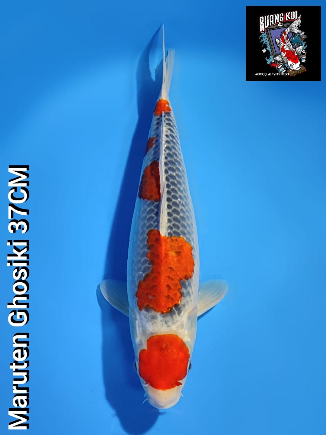 Lelang Koi Online, Jual Beli Ikan Koi, Pusat Jual Beli Koi, Info Lelang Koi Hari Ini, Platform Jual Beli Koi, Jual Beli Ikan Koi Online, Marketplace Ikan Koi, Jual Koi Terbaik, Tempat Beli Koi Berkualitas, Pasar Ikan Koi Online Terpercaya, Penjual Ikan Koi Terpercaya, Beli Koi Hias Online, Ikan Koi untuk Dijual, Koi Kualitas Terbaik, Toko Online Ikan Koi, Koi Hias Untuk Dijual, Jual Beli Ikan Koi Lokal, Koi Indonesia Online, Pusat Jual Beli Koi Terbesar