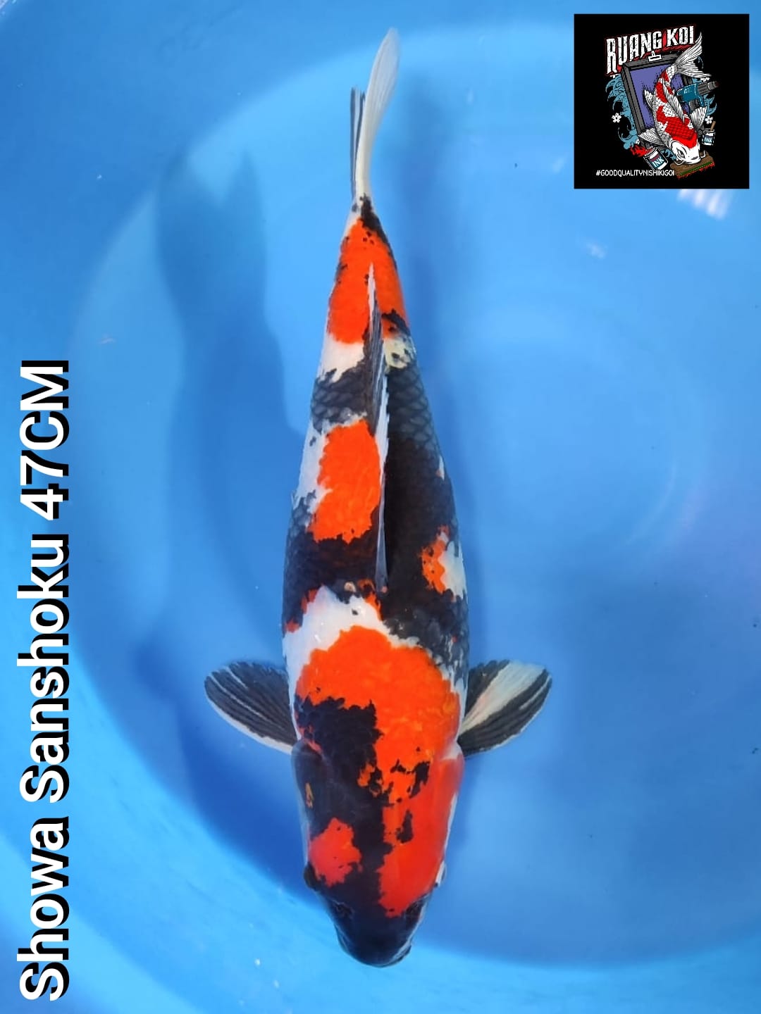 Lelang Koi Online, Jual Beli Ikan Koi, Pusat Jual Beli Koi, Info Lelang Koi Hari Ini, Platform Jual Beli Koi, Jual Beli Ikan Koi Online, Marketplace Ikan Koi, Jual Koi Terbaik, Tempat Beli Koi Berkualitas, Pasar Ikan Koi Online Terpercaya, Penjual Ikan Koi Terpercaya, Beli Koi Hias Online, Ikan Koi untuk Dijual, Koi Kualitas Terbaik, Toko Online Ikan Koi, Koi Hias Untuk Dijual, Jual Beli Ikan Koi Lokal, Koi Indonesia Online, Pusat Jual Beli Koi Terbesar