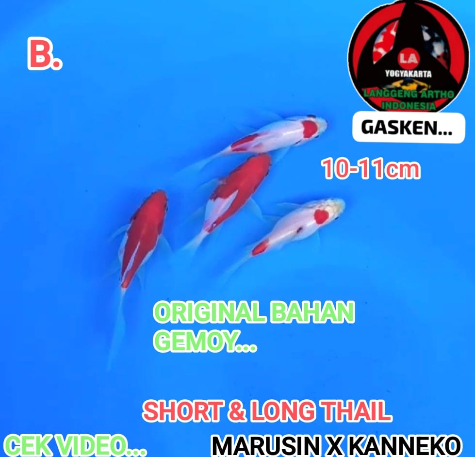 Lelang Koi Online, Jual Beli Ikan Koi, Pusat Jual Beli Koi, Info Lelang Koi Hari Ini, Platform Jual Beli Koi, Jual Beli Ikan Koi Online, Marketplace Ikan Koi, Jual Koi Terbaik, Tempat Beli Koi Berkualitas, Pasar Ikan Koi Online Terpercaya, Penjual Ikan Koi Terpercaya, Beli Koi Hias Online, Ikan Koi untuk Dijual, Koi Kualitas Terbaik, Toko Online Ikan Koi, Koi Hias Untuk Dijual, Jual Beli Ikan Koi Lokal, Koi Indonesia Online, Pusat Jual Beli Koi Terbesar