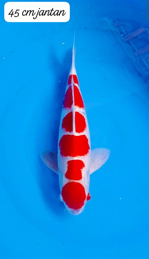 Lelang Koi Online, Jual Beli Ikan Koi, Pusat Jual Beli Koi, Info Lelang Koi Hari Ini, Platform Jual Beli Koi, Jual Beli Ikan Koi Online, Marketplace Ikan Koi, Jual Koi Terbaik, Tempat Beli Koi Berkualitas, Pasar Ikan Koi Online Terpercaya, Penjual Ikan Koi Terpercaya, Beli Koi Hias Online, Ikan Koi untuk Dijual, Koi Kualitas Terbaik, Toko Online Ikan Koi, Koi Hias Untuk Dijual, Jual Beli Ikan Koi Lokal, Koi Indonesia Online, Pusat Jual Beli Koi Terbesar