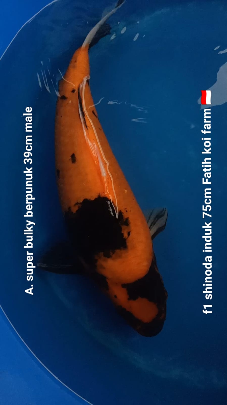 Lelang Koi Online, Jual Beli Ikan Koi, Pusat Jual Beli Koi, Info Lelang Koi Hari Ini, Platform Jual Beli Koi, Jual Beli Ikan Koi Online, Marketplace Ikan Koi, Jual Koi Terbaik, Tempat Beli Koi Berkualitas, Pasar Ikan Koi Online Terpercaya, Penjual Ikan Koi Terpercaya, Beli Koi Hias Online, Ikan Koi untuk Dijual, Koi Kualitas Terbaik, Toko Online Ikan Koi, Koi Hias Untuk Dijual, Jual Beli Ikan Koi Lokal, Koi Indonesia Online, Pusat Jual Beli Koi Terbesar